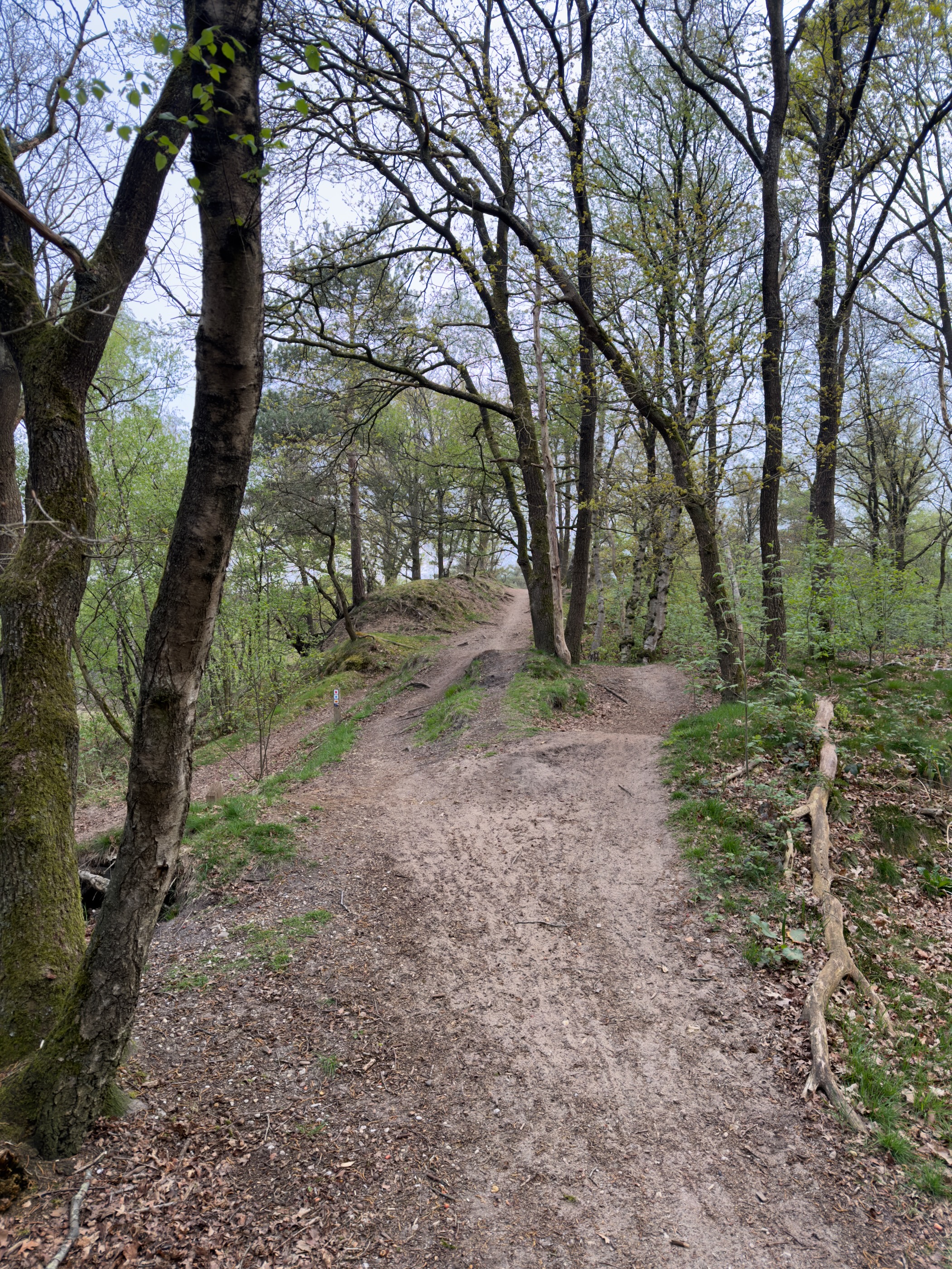 Sandy path climbing over a small rise between slender trees