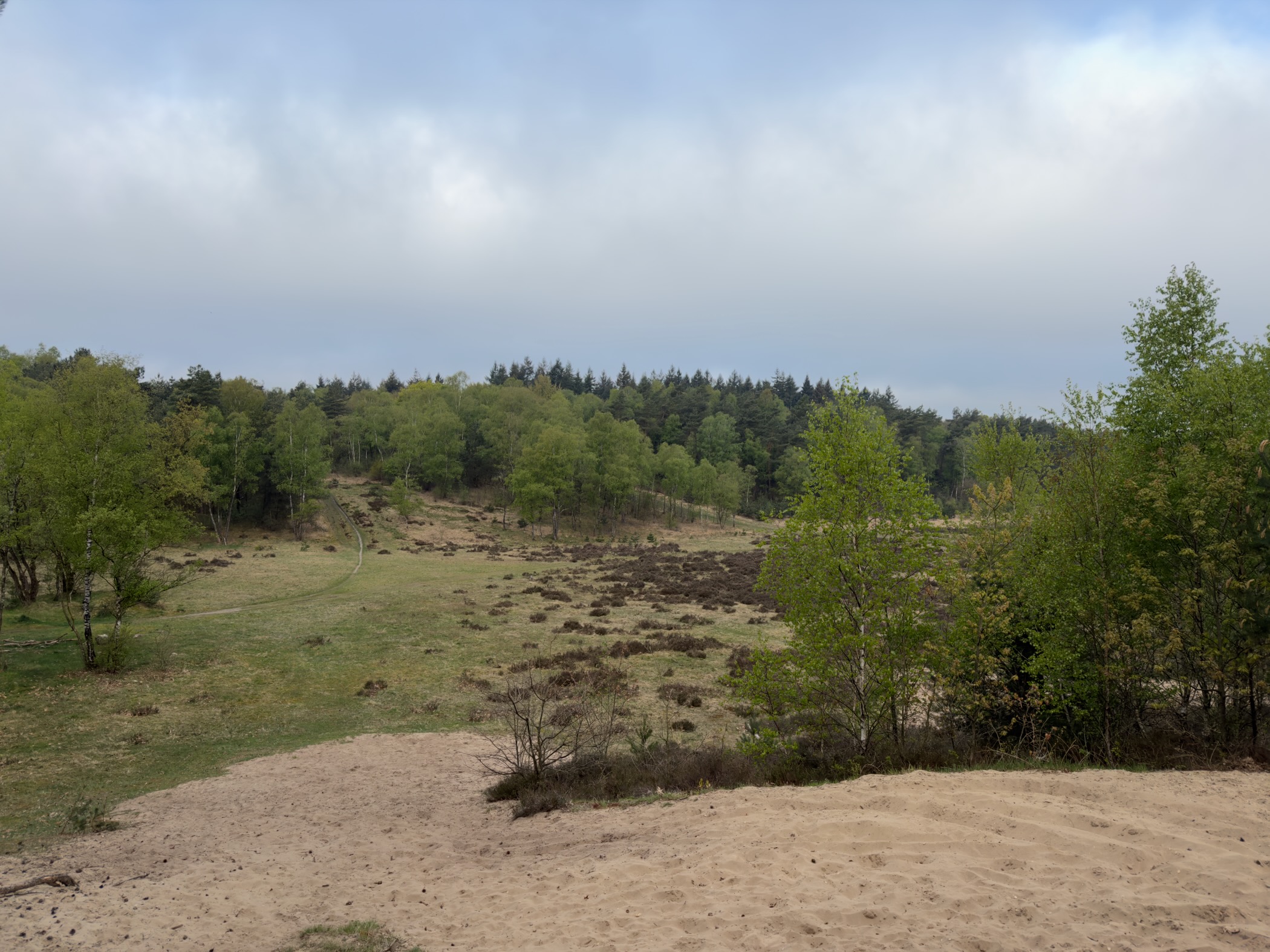 Open heathland clearing with a pine forest on the horizon