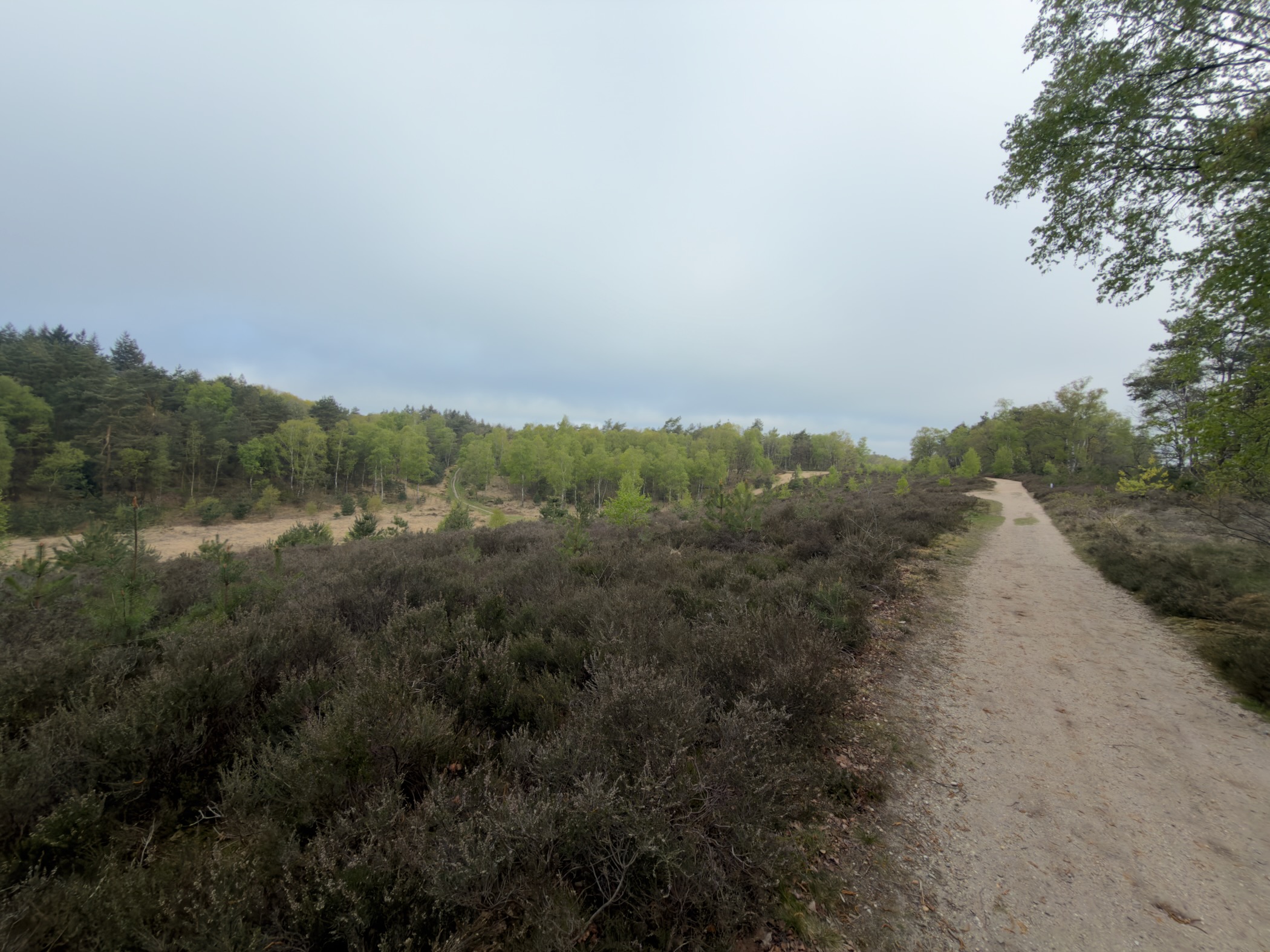 Gravel heathland track lined with heather and distant birches under cloud