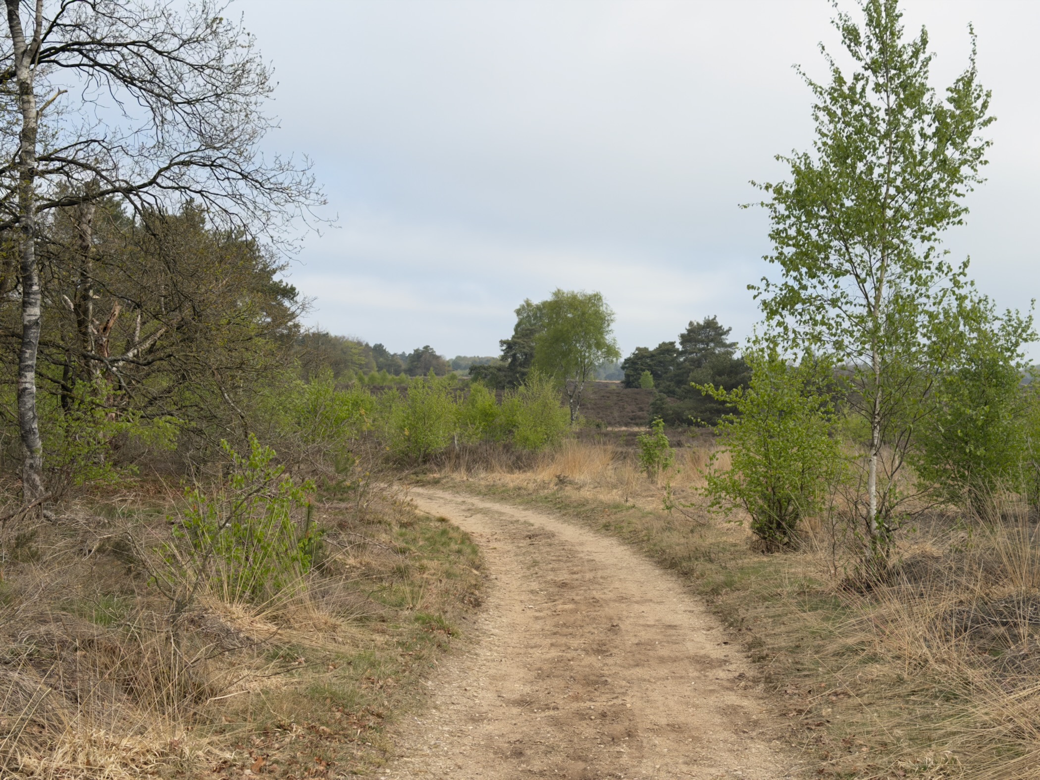 Winding sandy track through heath scrub with young birches alongside