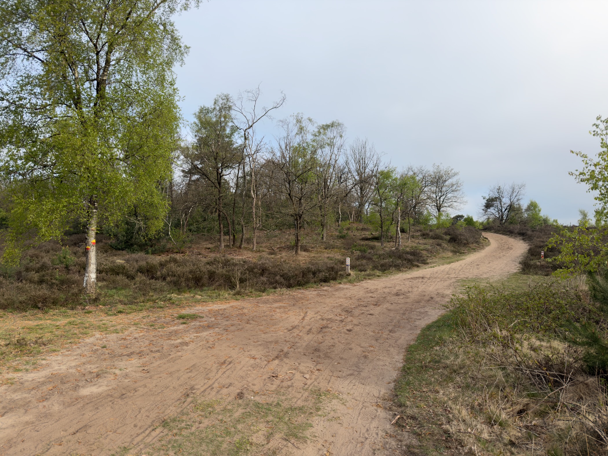 Sandy junction on open scrubby heath with scattered young birches