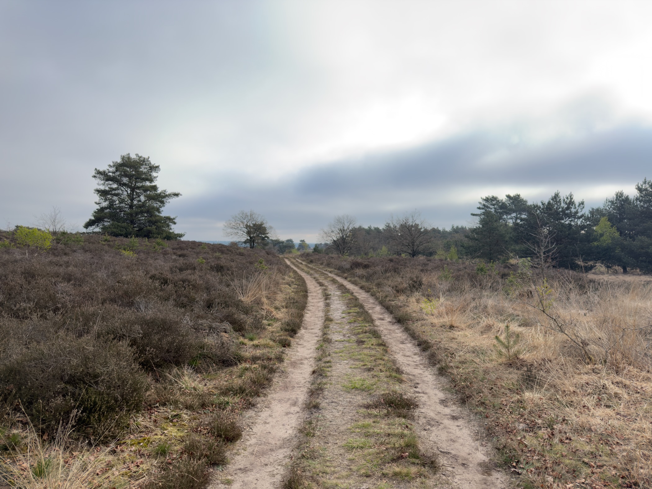Double-track path across heathland with a lone pine under grey clouds