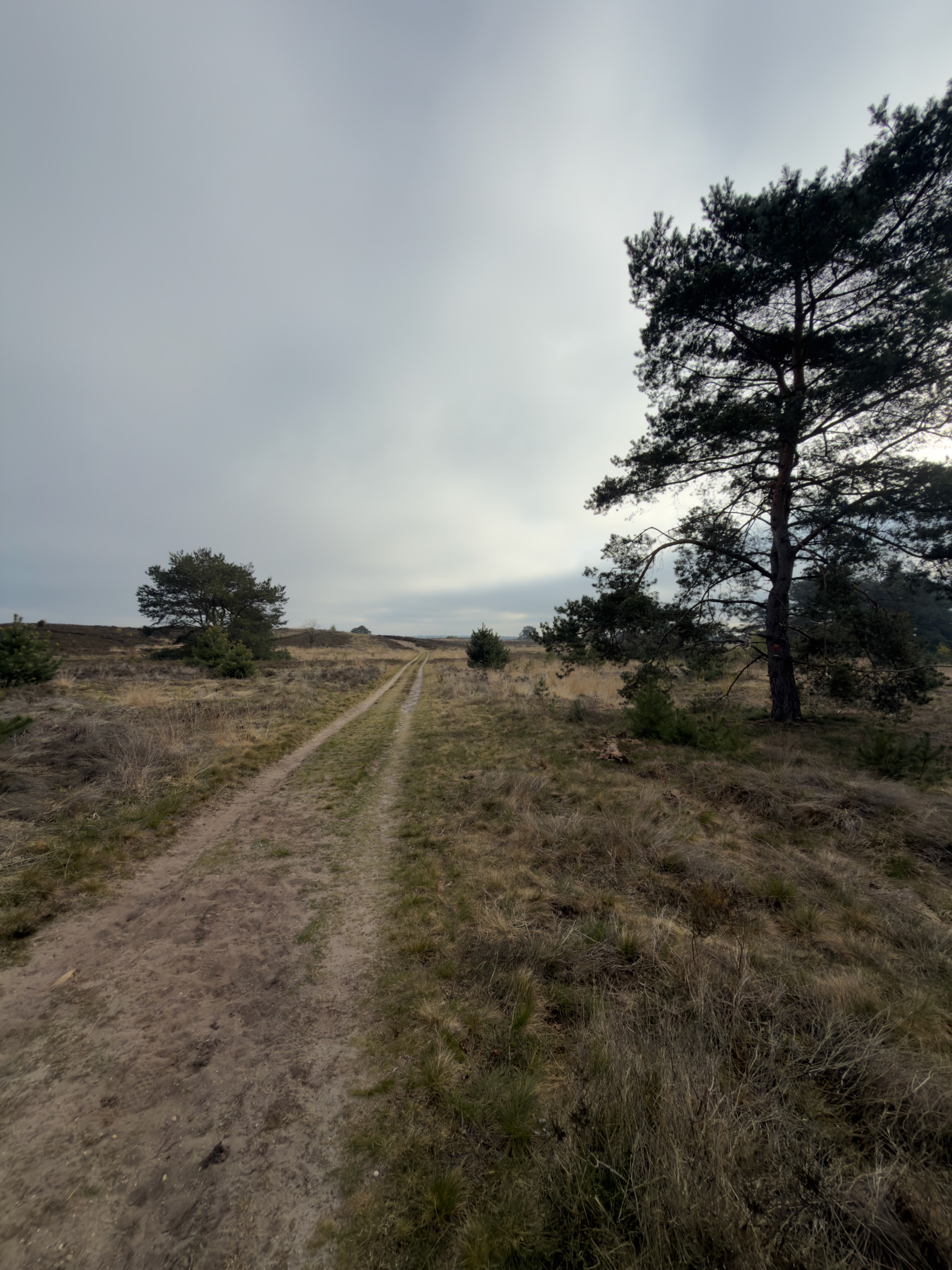 Grassy wheel-track path with a windswept pine on the right of the heath