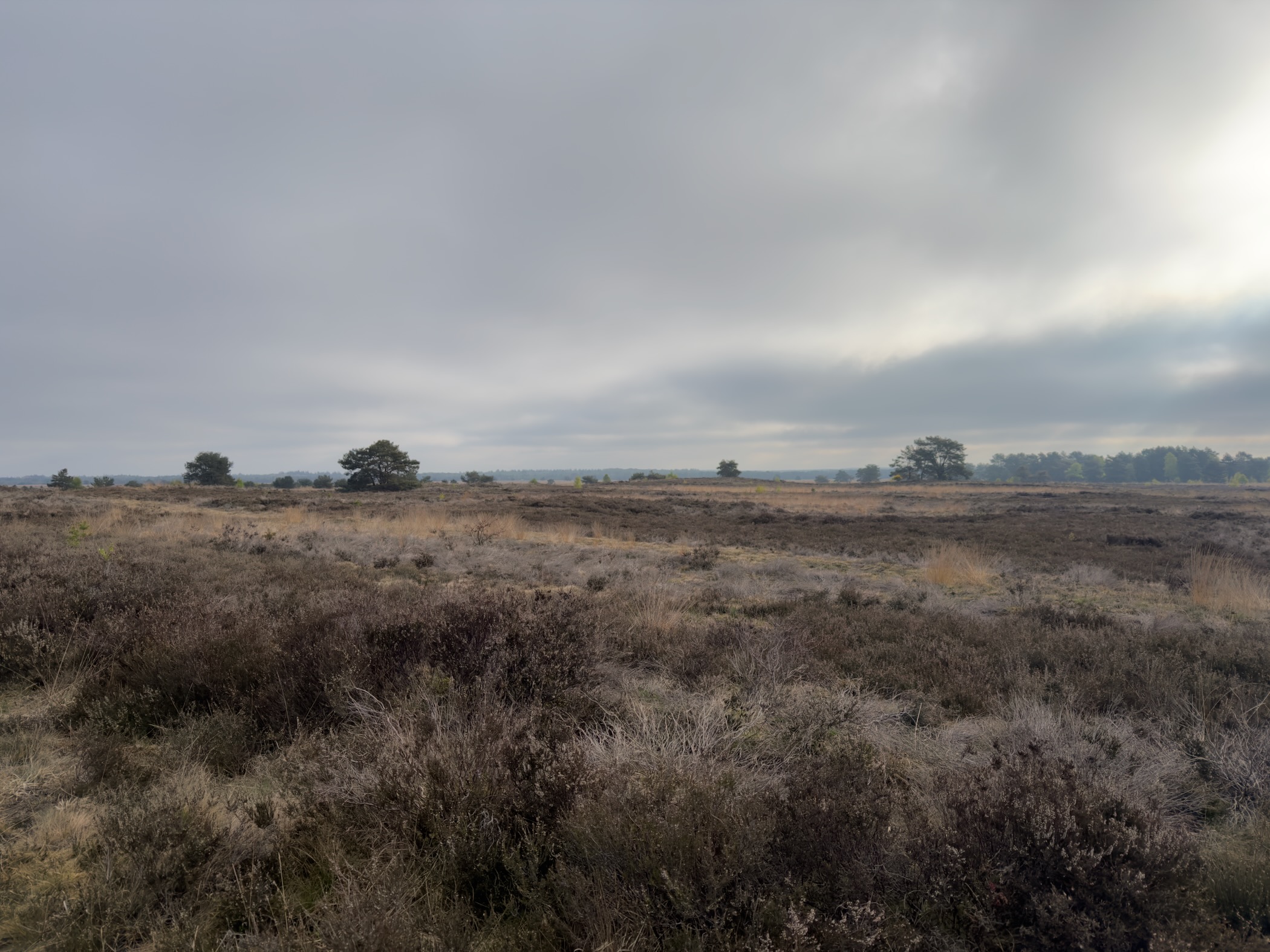Wide expanse of Veluwe heath under overcast skies with distant forest