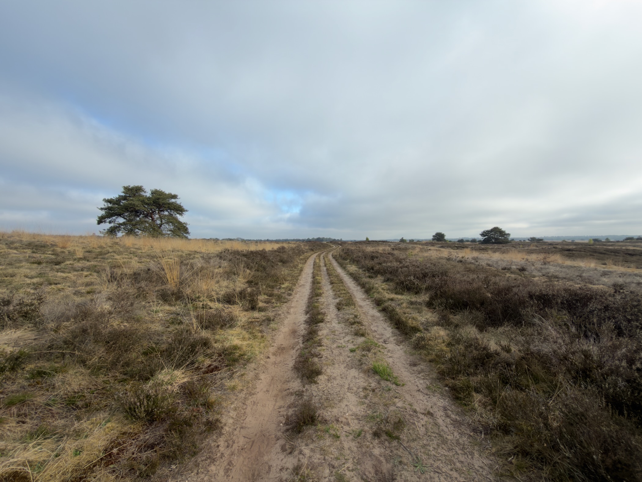 Sandy double-track path crossing heathland with a lone pine on the left
