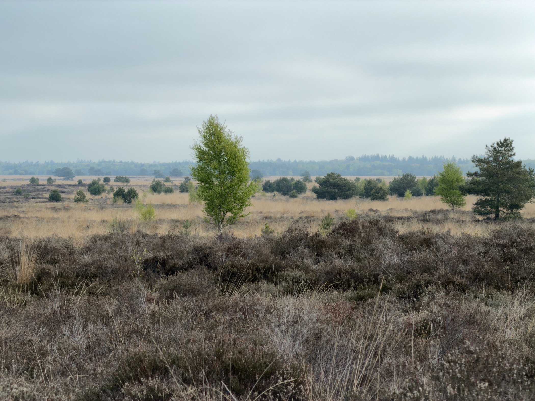 Single green birch sapling on misty open heathland with forest behind