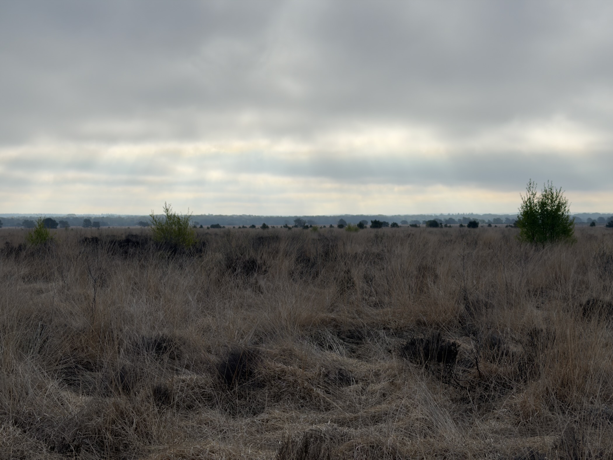 Open heather and dry grasses stretching to a distant tree line under grey sky