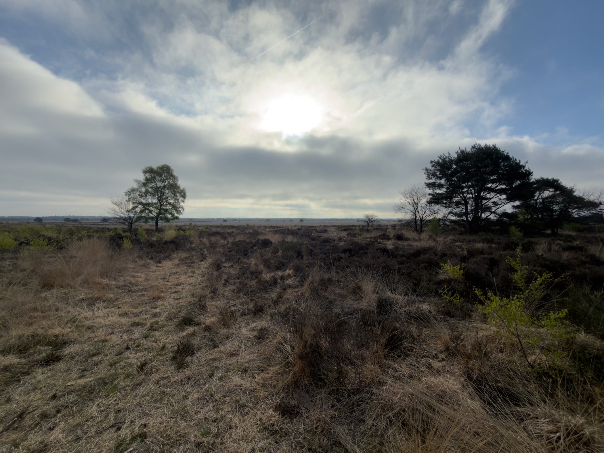 Heath lit by diffuse sun with pines framing either side of the horizon