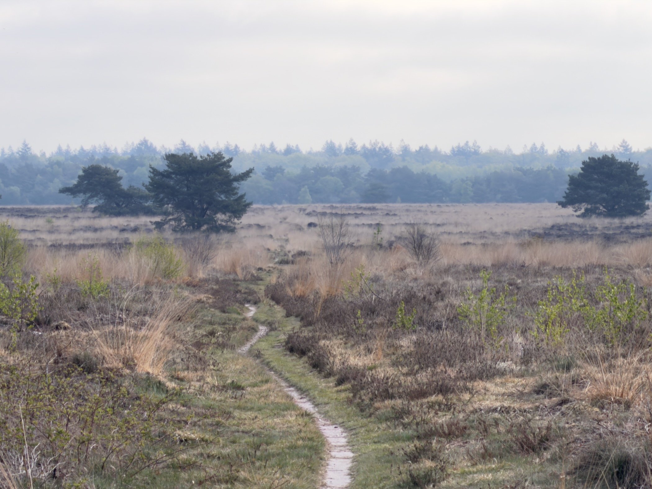 Narrow single-track path cutting through heather toward distant pines