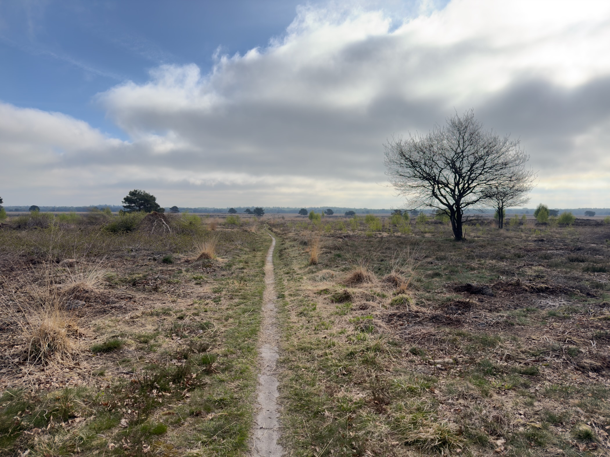 Single-track heath path with a bare tree standing to the right under cloud