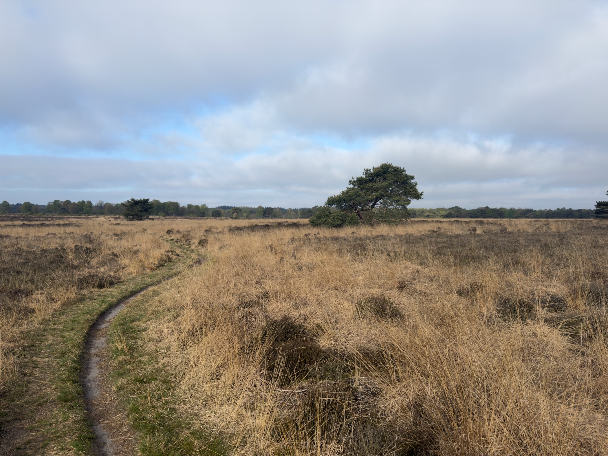Path crossing open heath with a solitary pine in the distance