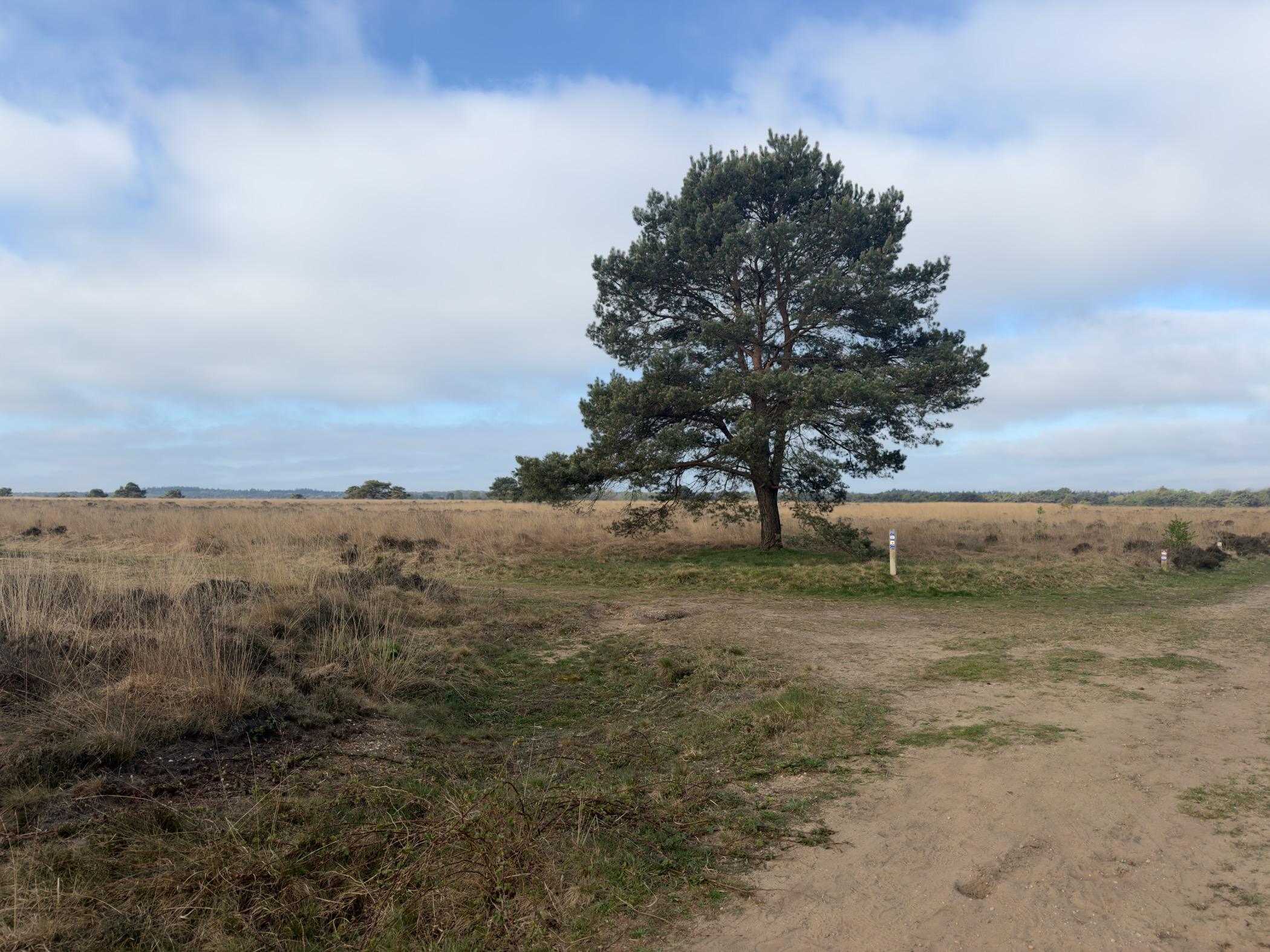 Lone pine beside a heath track with a white trail marker post
