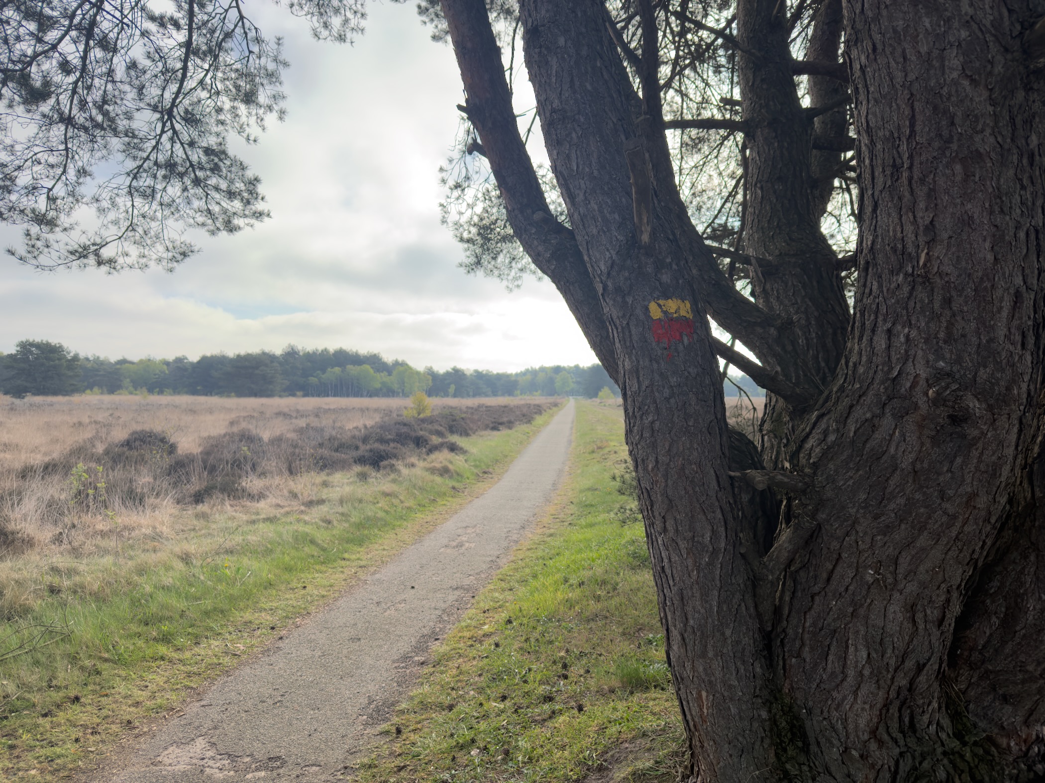 Gravel path passing a pine trunk with a red and yellow trail blaze