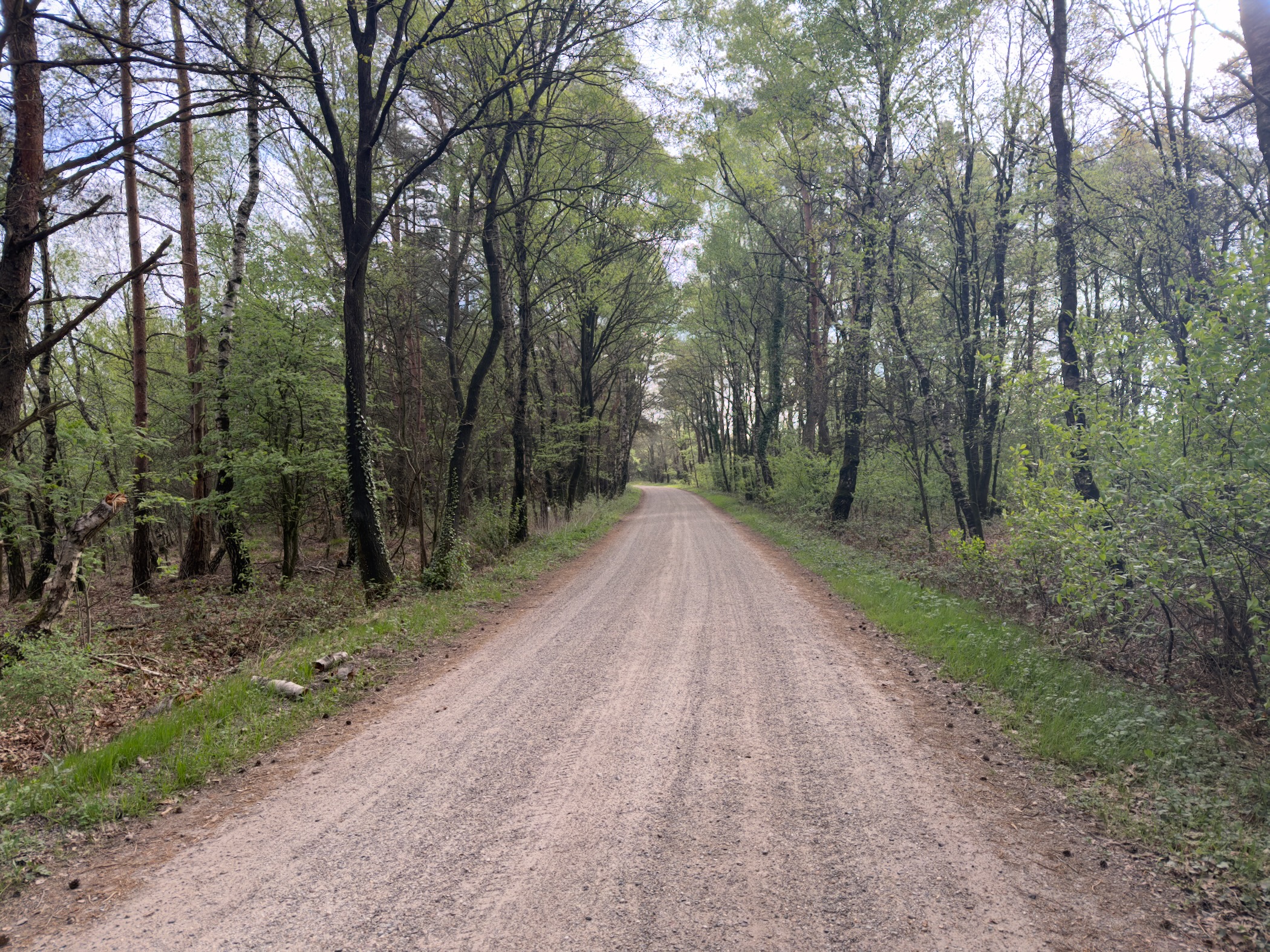 Wide straight gravel forest track flanked by trees in spring leaf