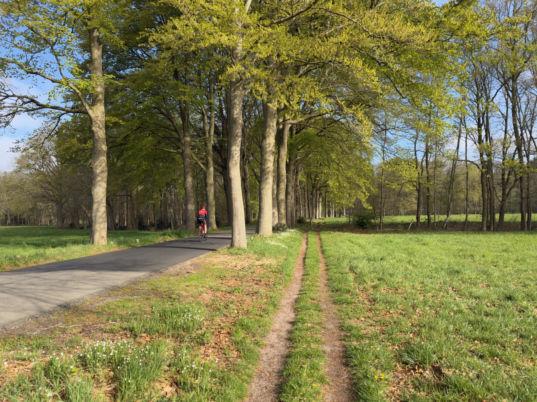Tree-lined road with a distant cyclist and a parallel grass track alongside