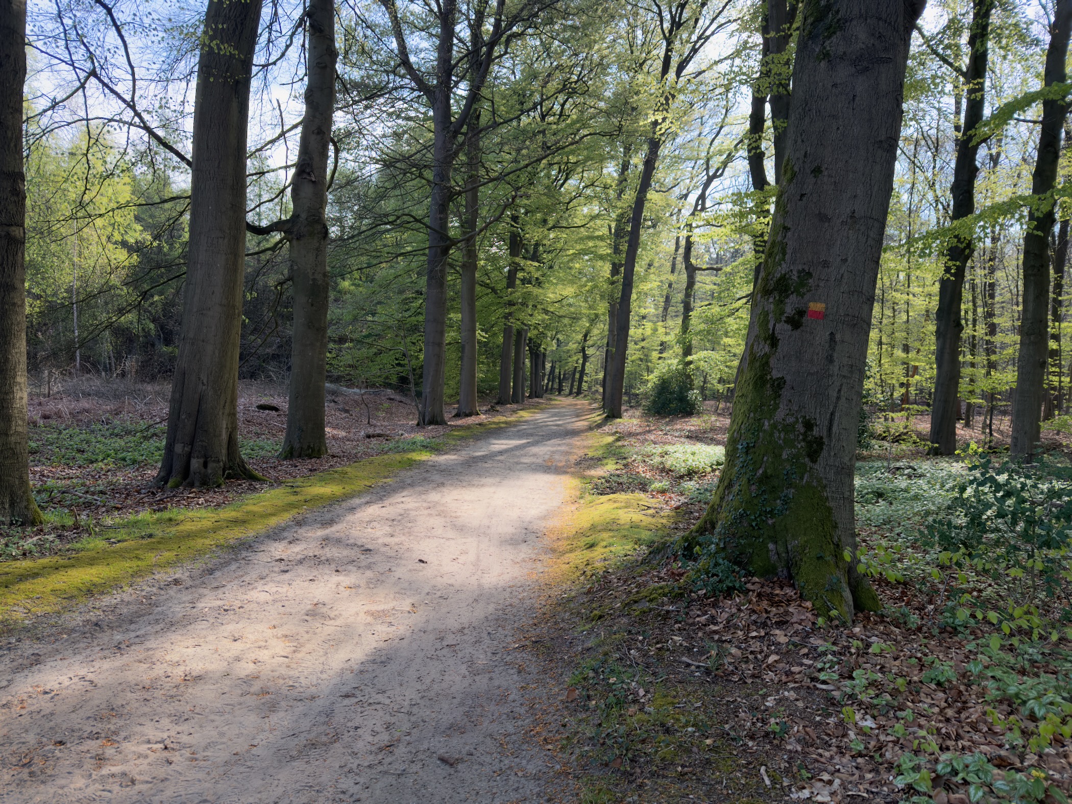 Sunlit gravel track between tall beech trees with an orange trail blaze
