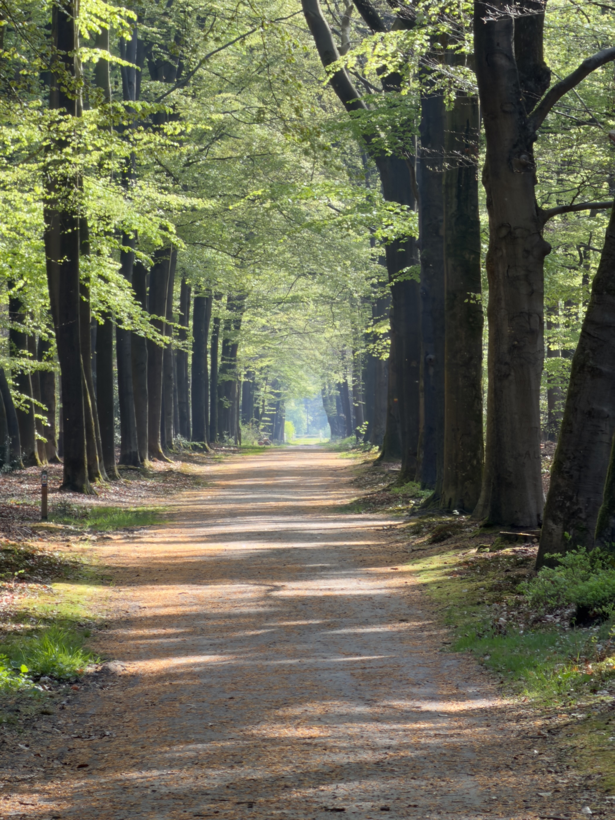 Long straight beech avenue glowing with fresh spring-green leaves