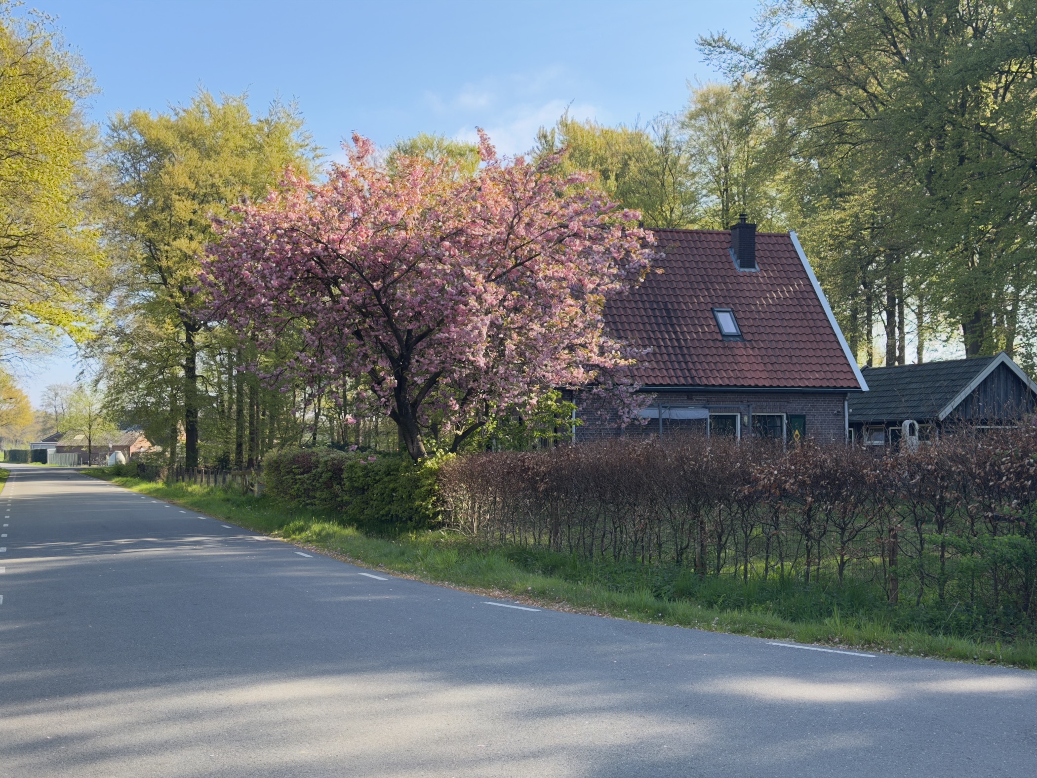 Country road passing a house almost hidden behind a large pink blossoming cherry tree