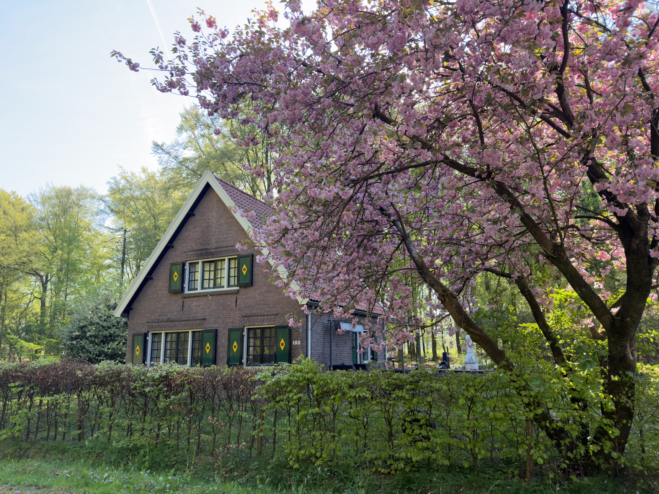 Brick gabled farmhouse framed by a huge pink flowering cherry tree