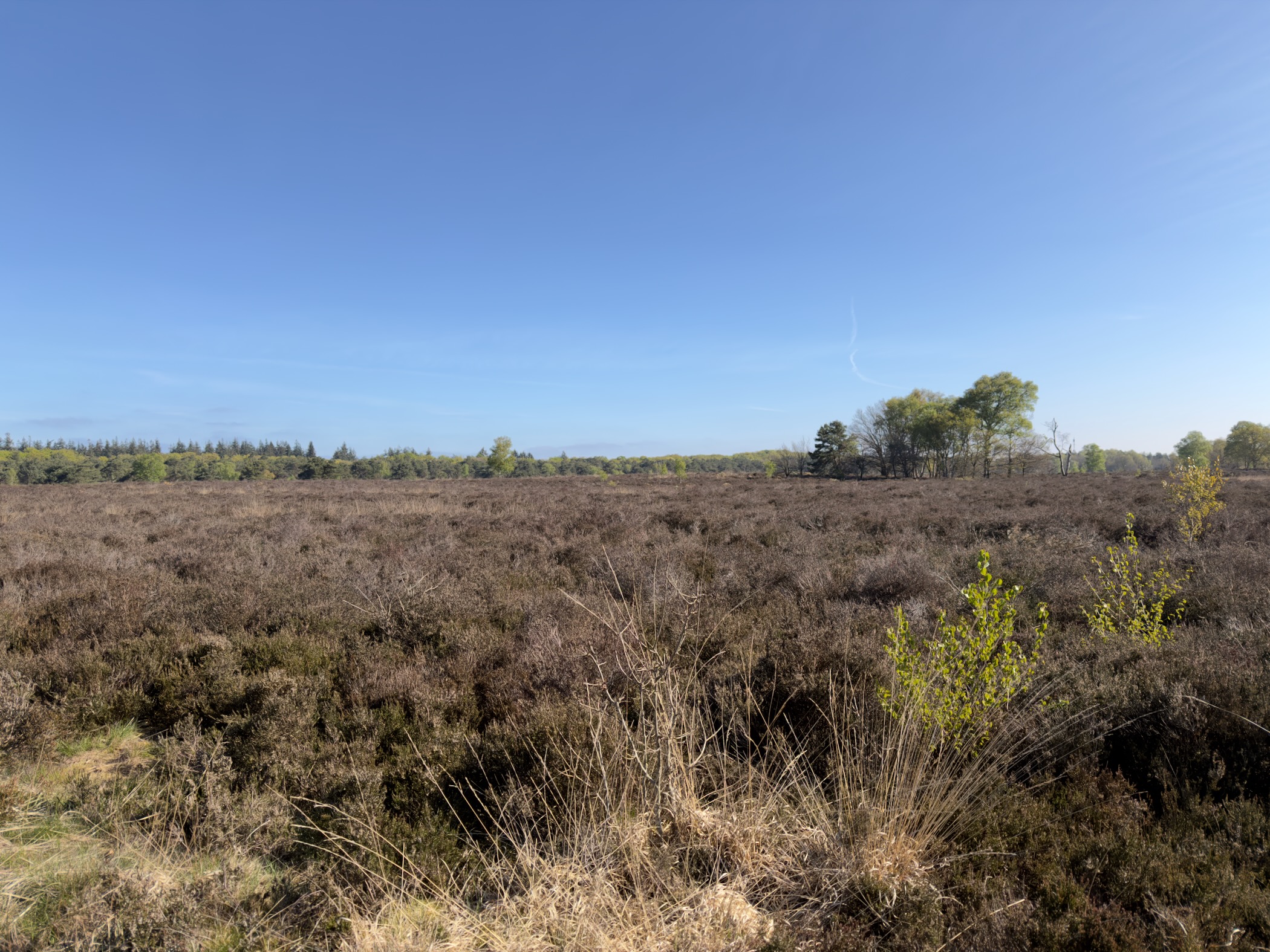 Expanse of heather under a bright blue sky with distant pines