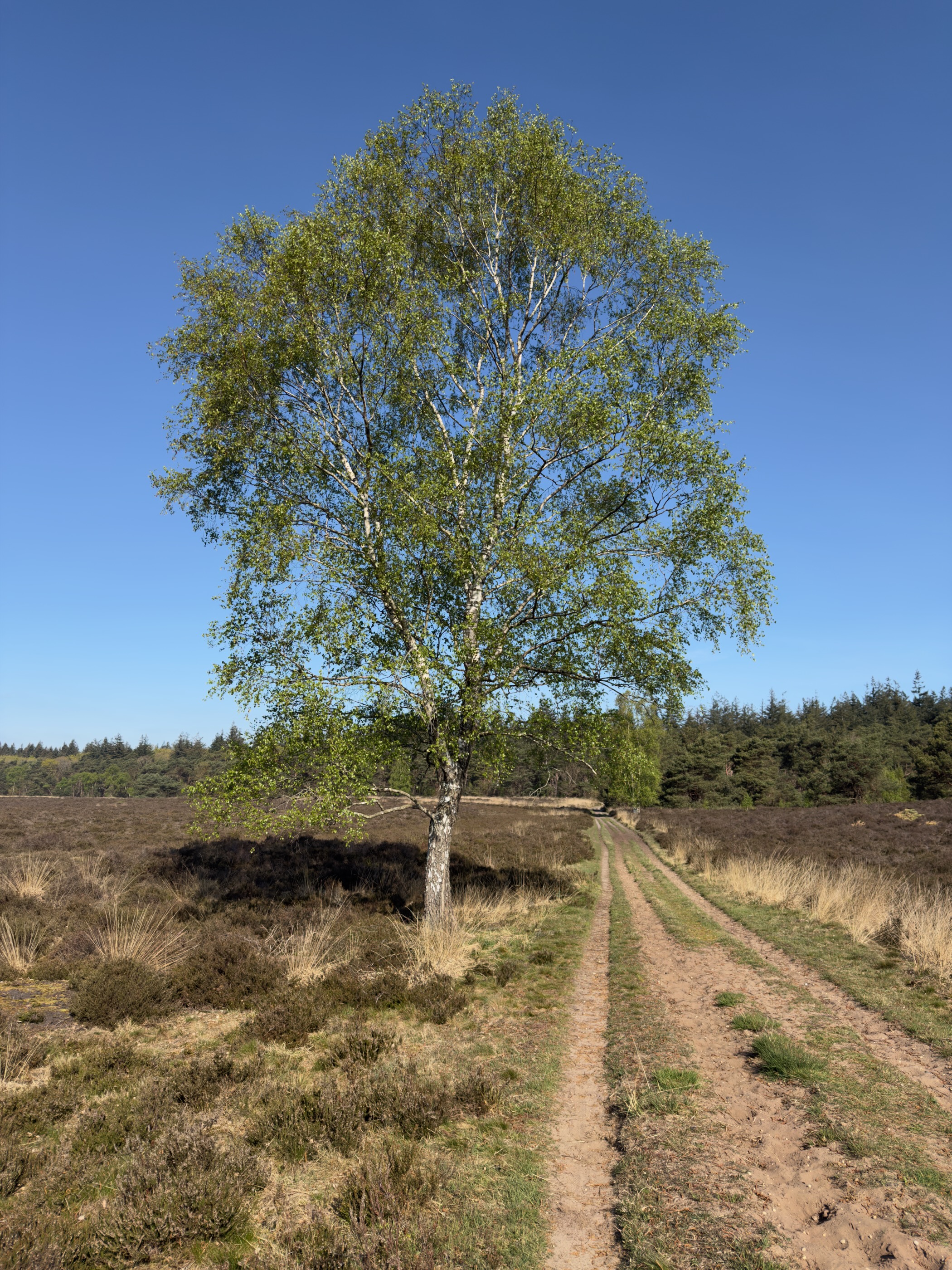 Solitary birch tree beside a sandy wheel-track through the heath