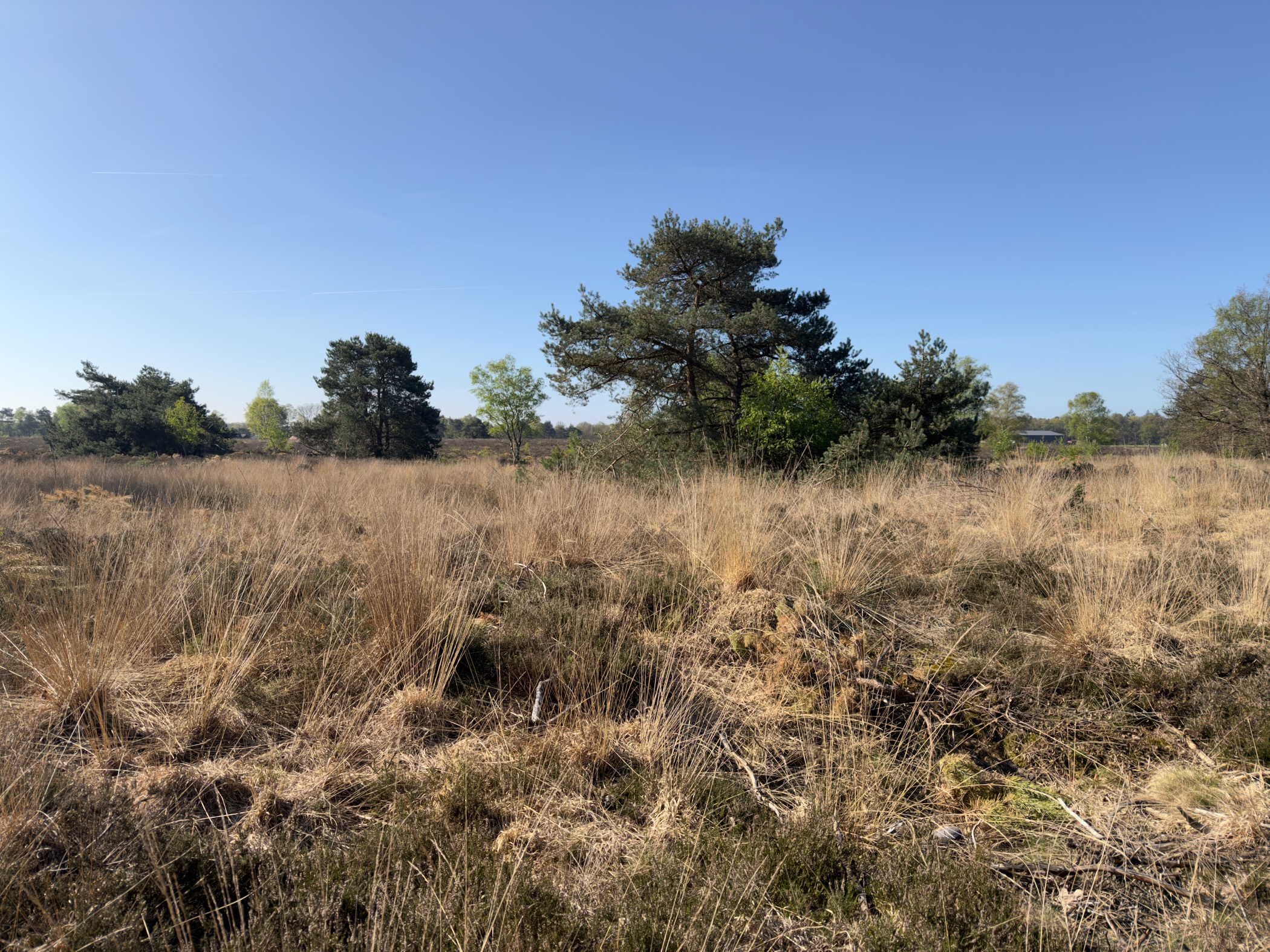 Open heath with scattered pines under a clear blue sky