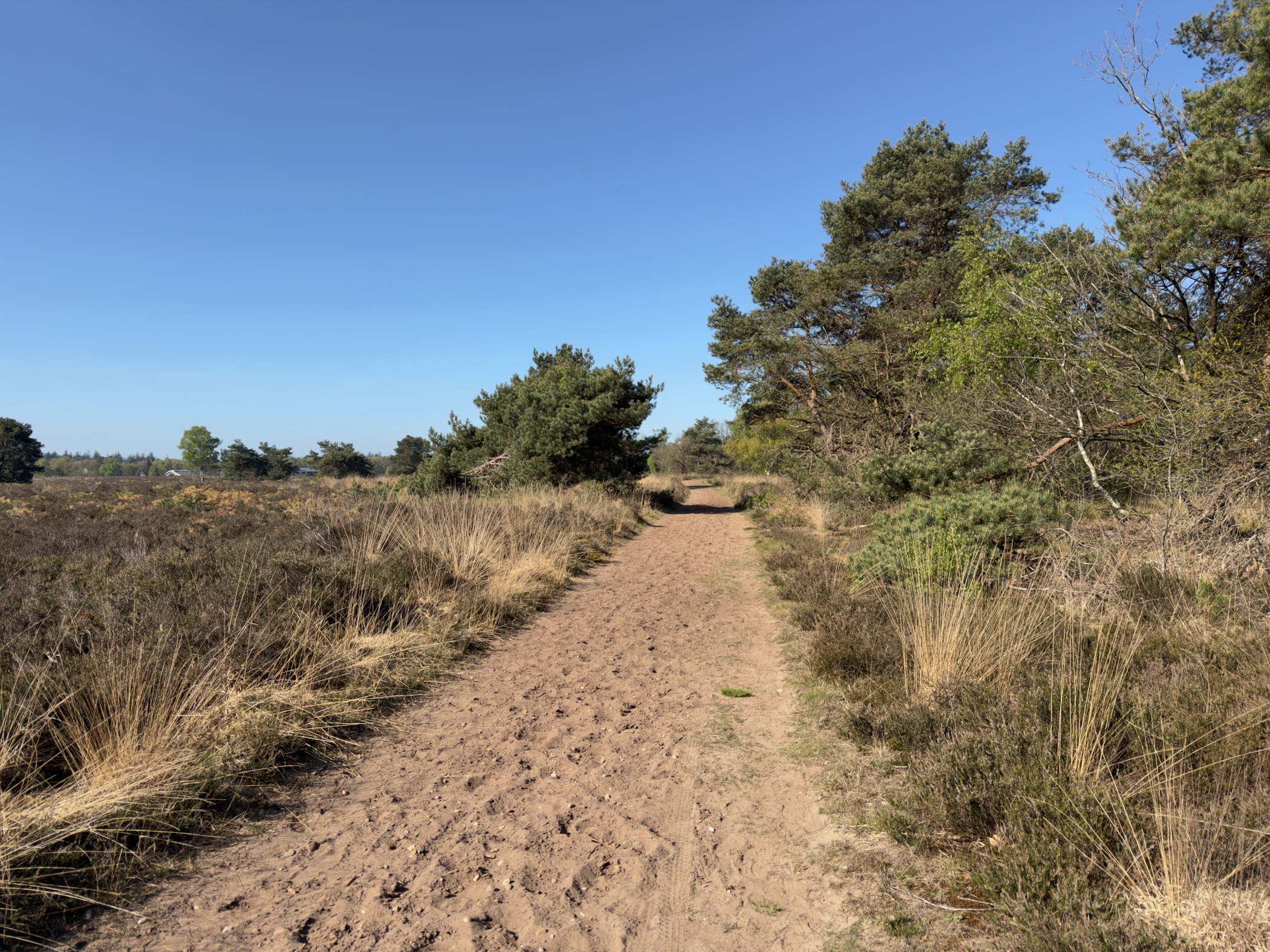 Sandy trail through heather with young pines under blue sky