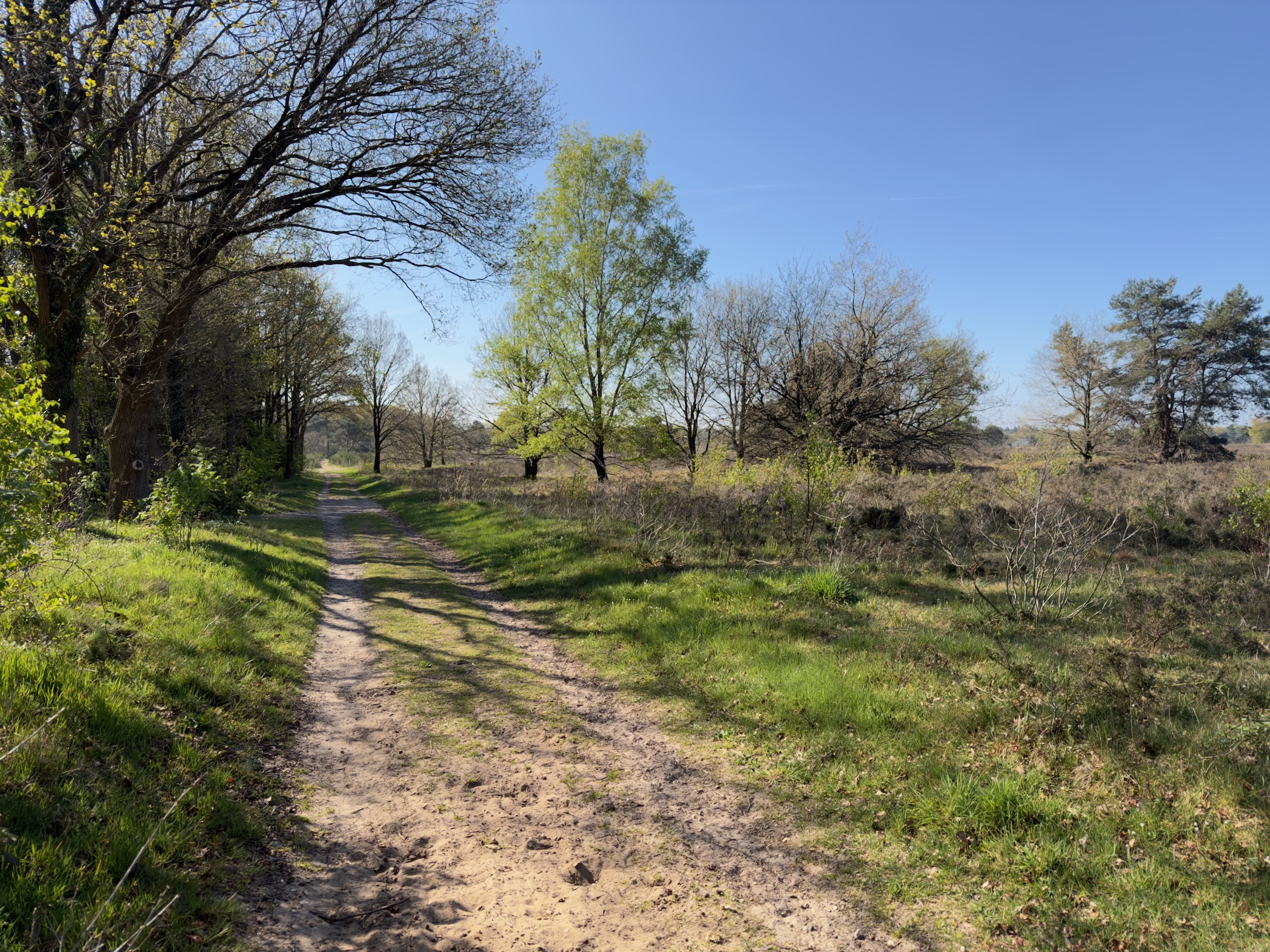 Sandy path curving past birches into a heathland meadow