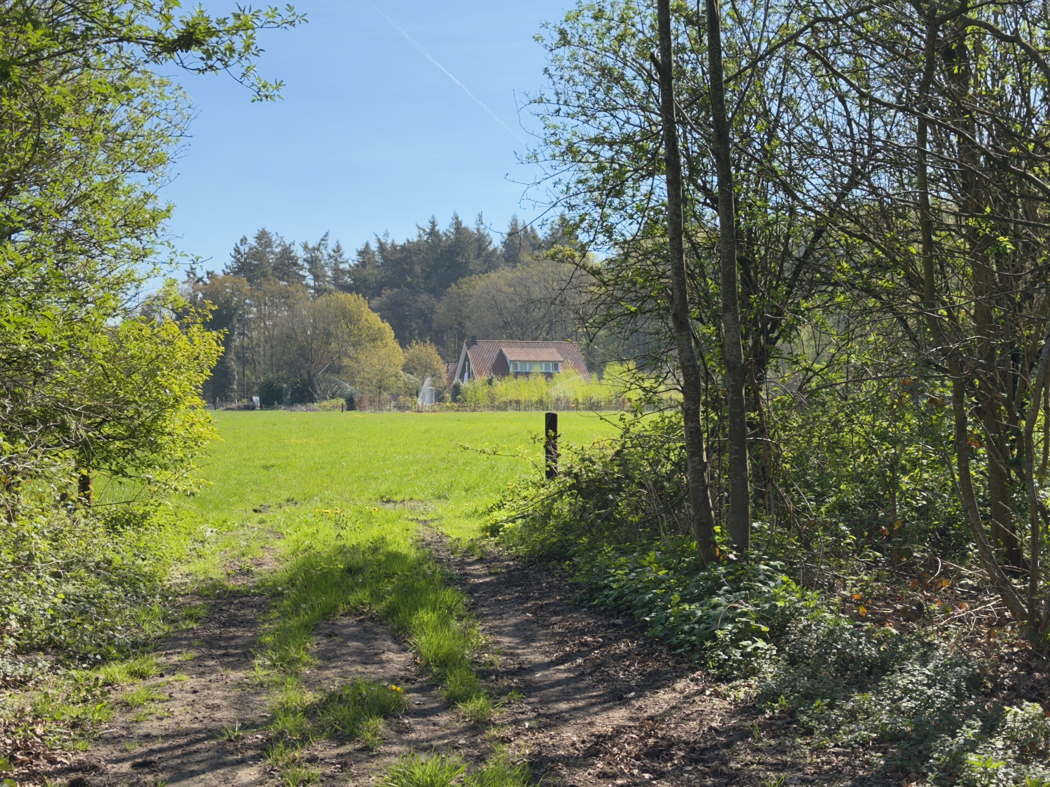 View from a shaded path across a sunny meadow to a farmhouse backed by pine woods