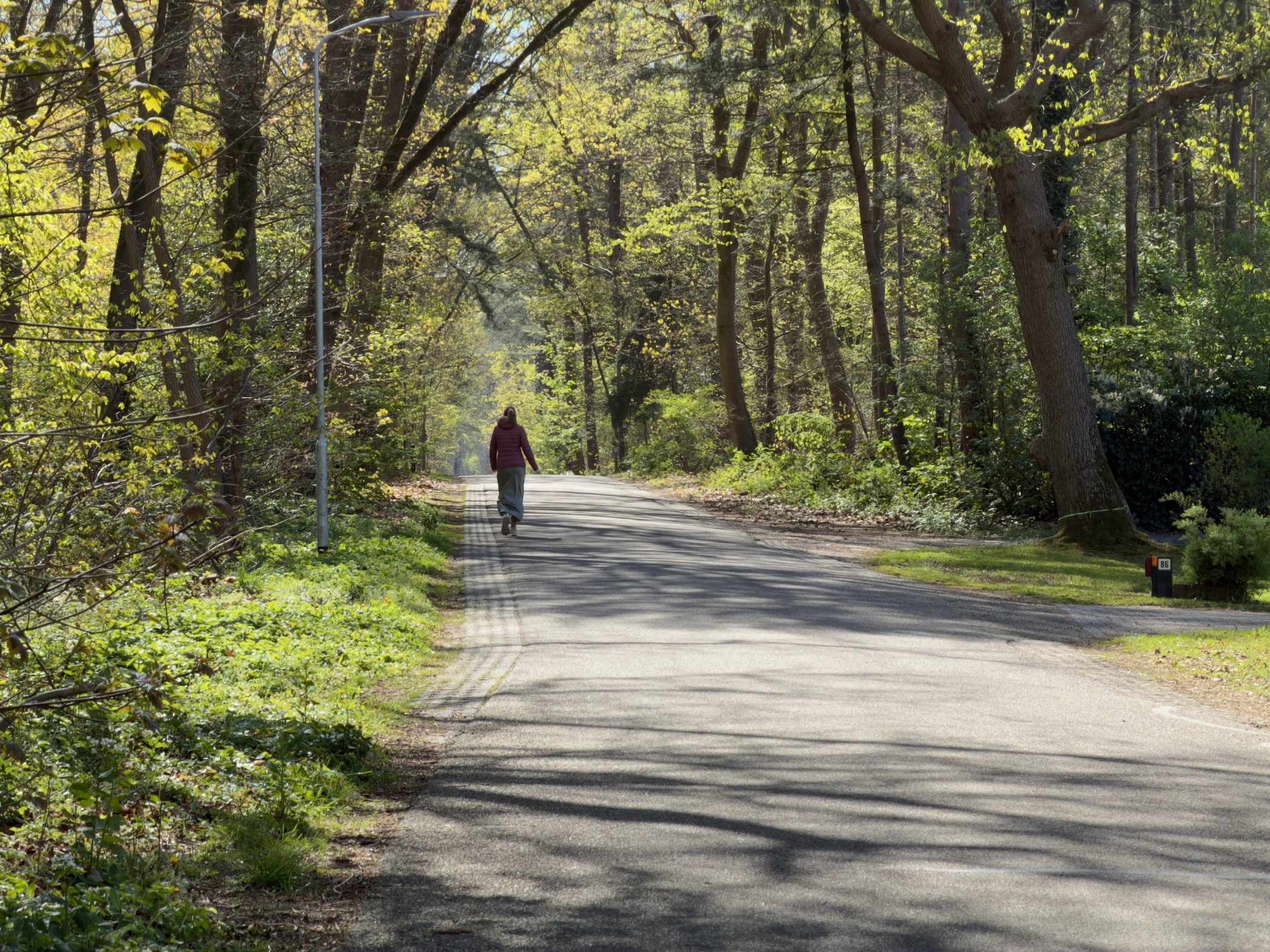 Tree-shaded country road with a lone hiker in the distance in dappled sunlight
