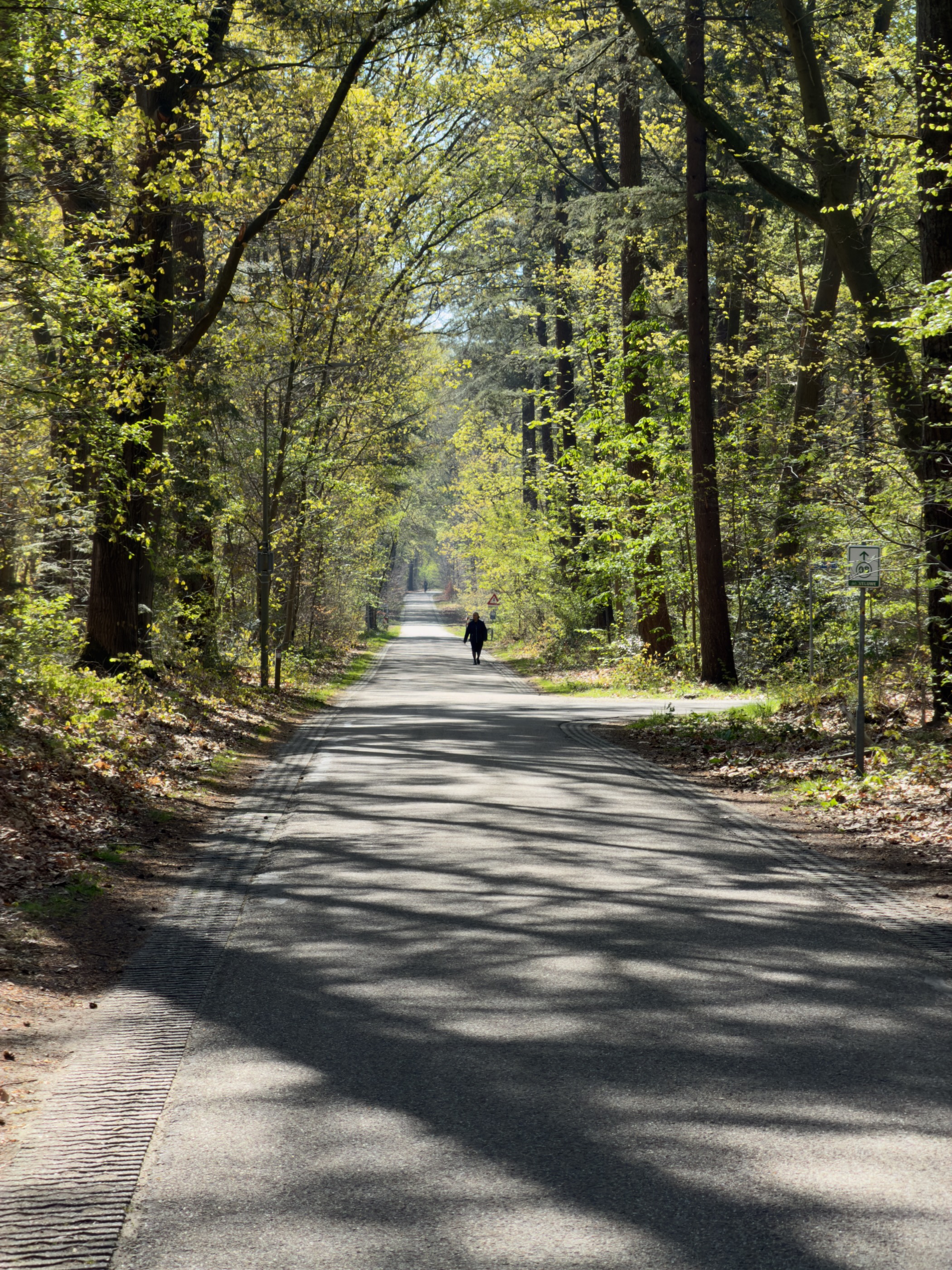 Long straight forest avenue with a distant walker in bright sun