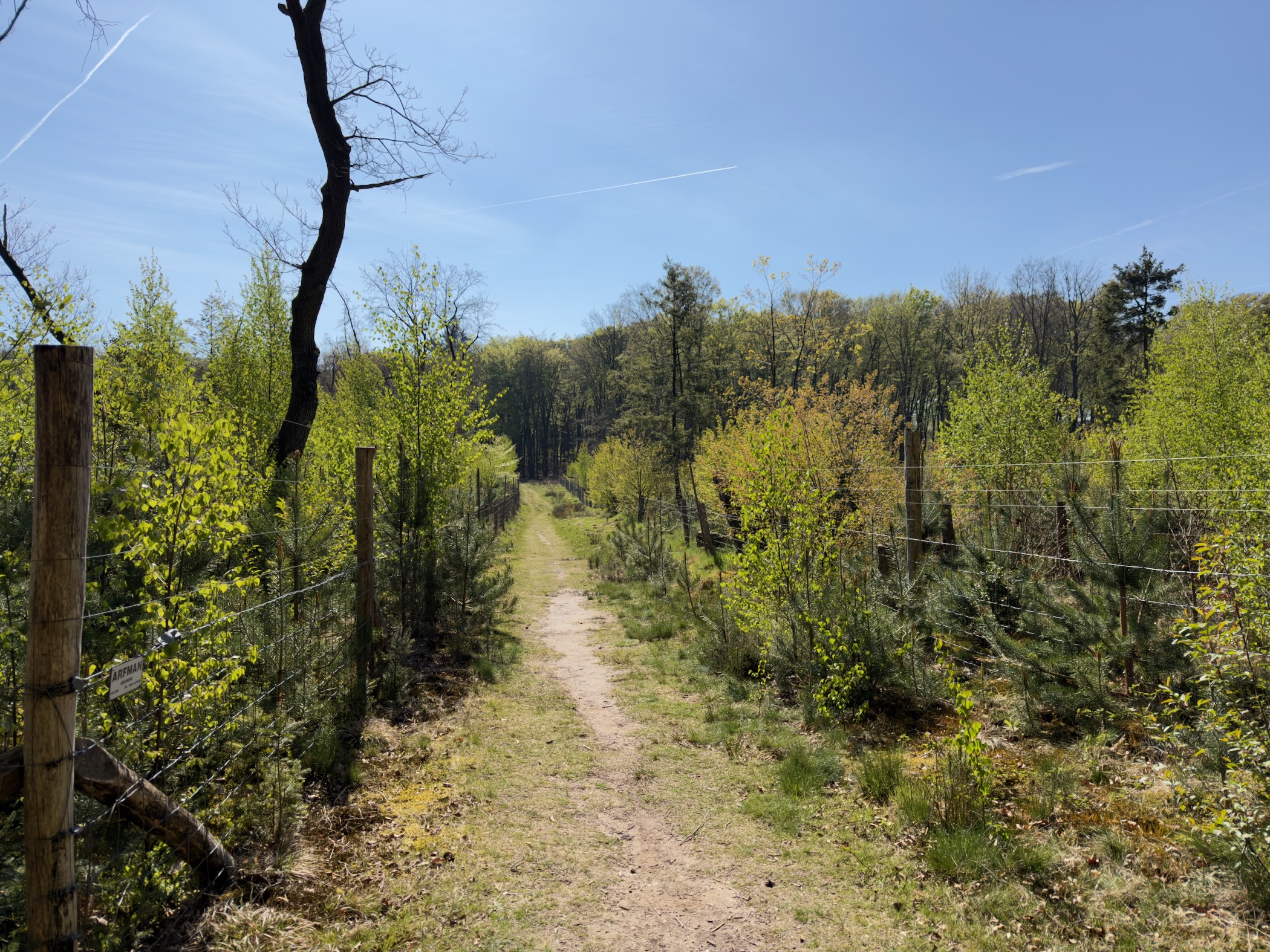 Gravel path between wire fencing and young planted trees in a forest clearing
