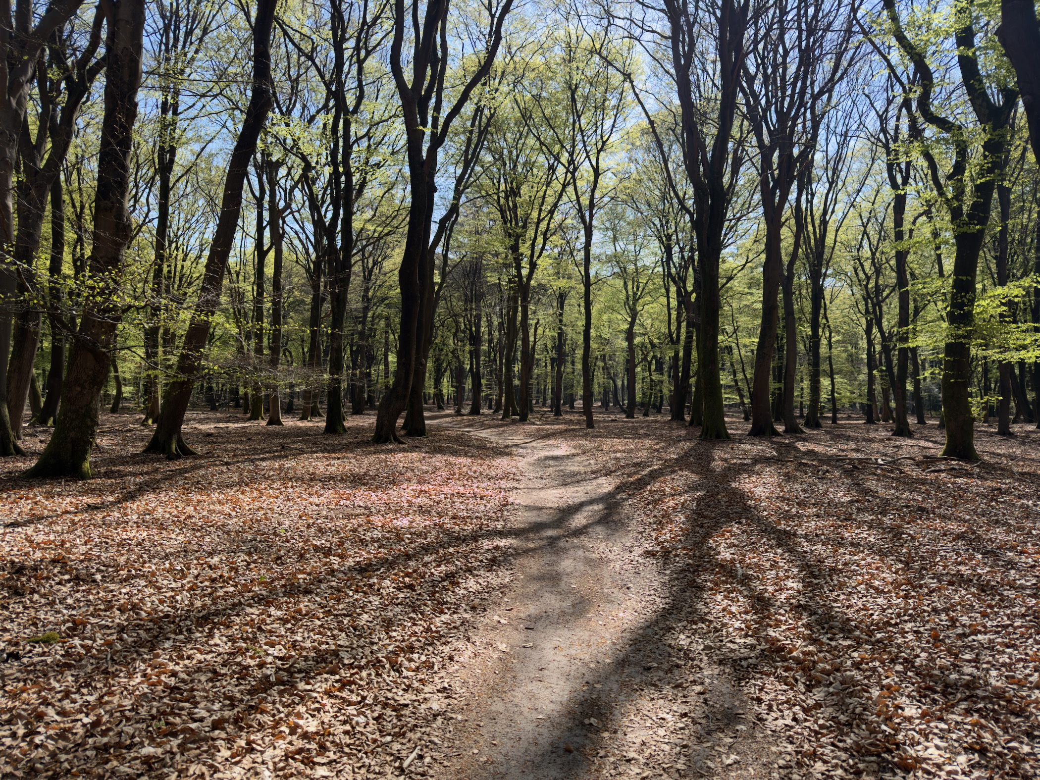 Path through open beech woodland with long shadows on the fallen leaves