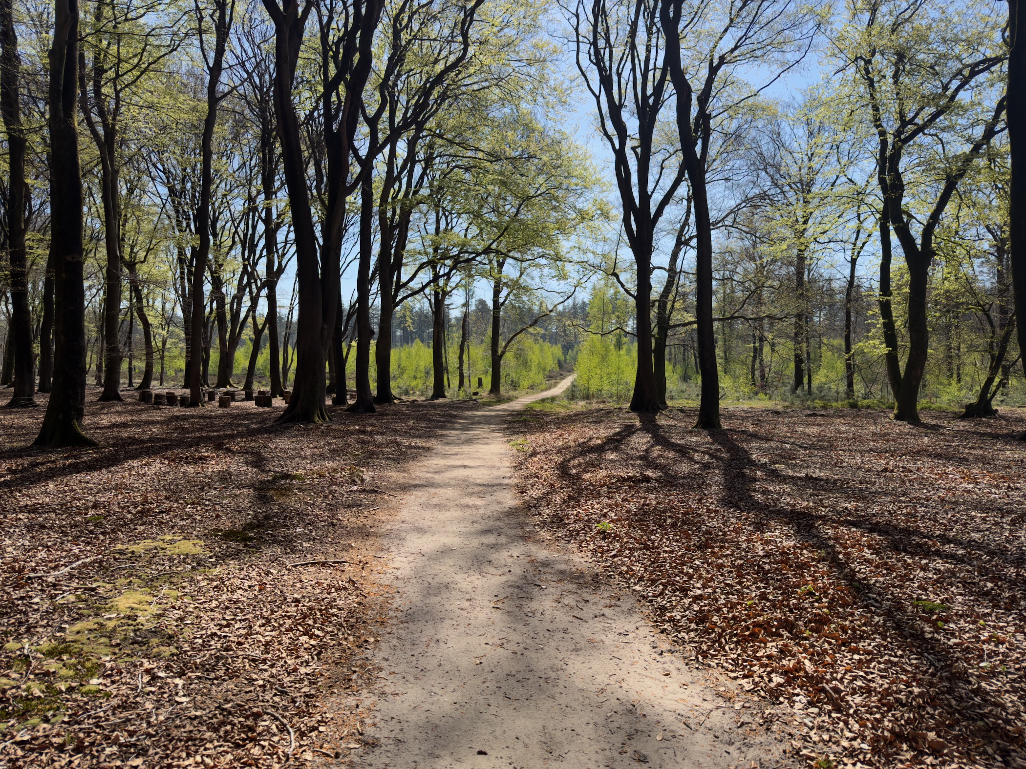 Sunlit forest path through bare beech trunks with branching shadows underfoot