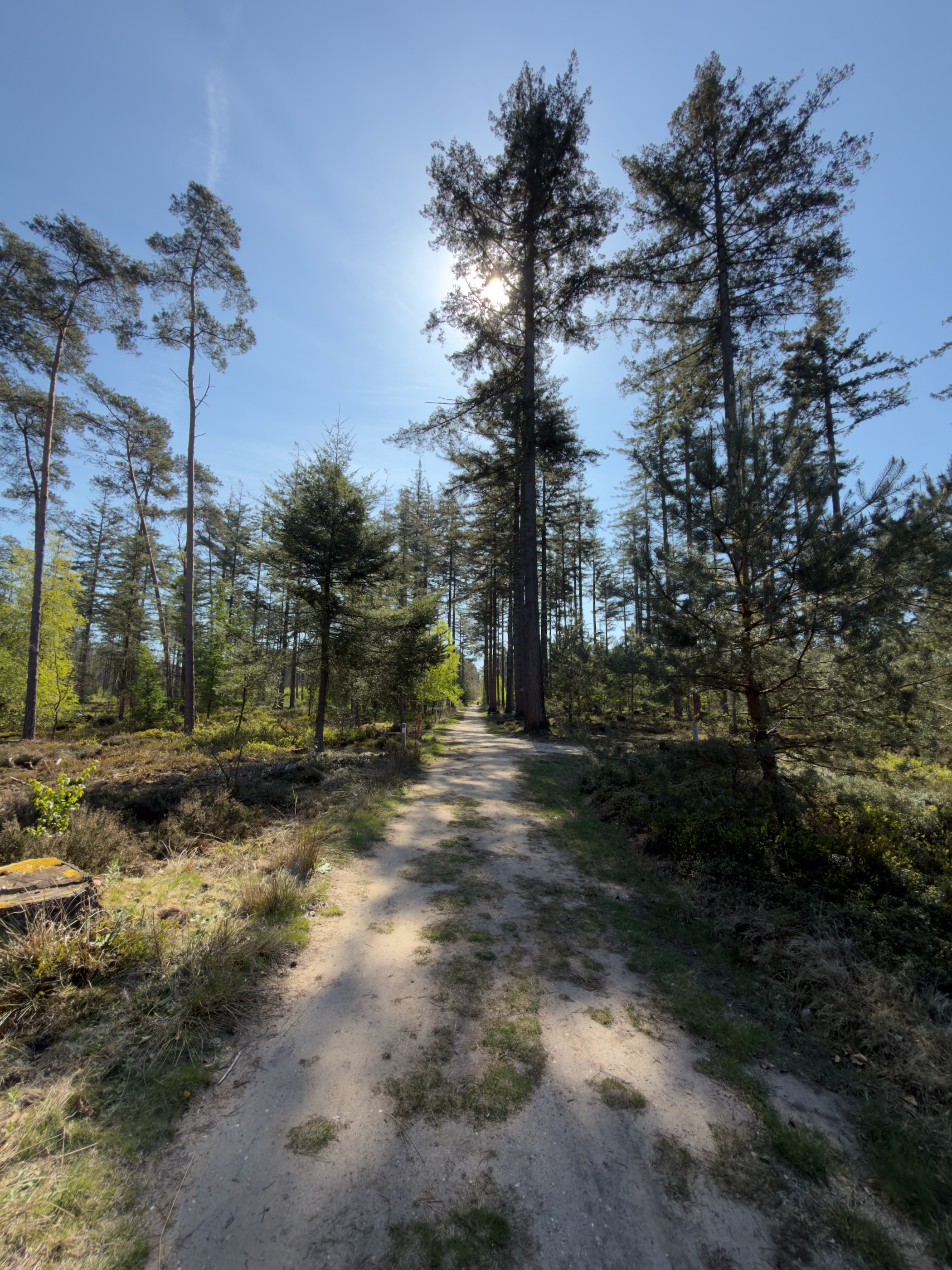 Sandy track climbing through tall pines with sun breaking through the canopy
