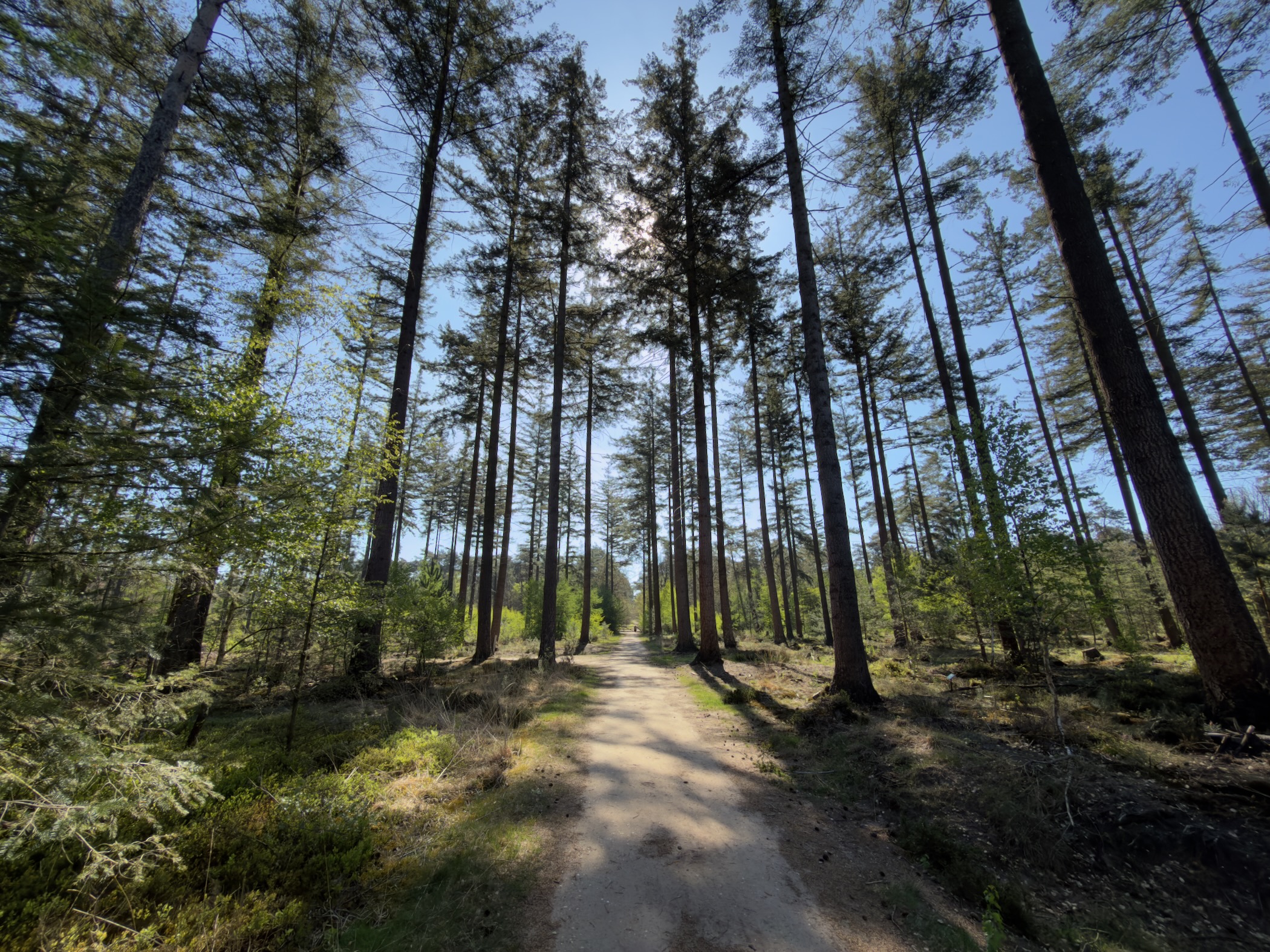 Narrow path between tall pines with bilberry undergrowth glowing in the sun