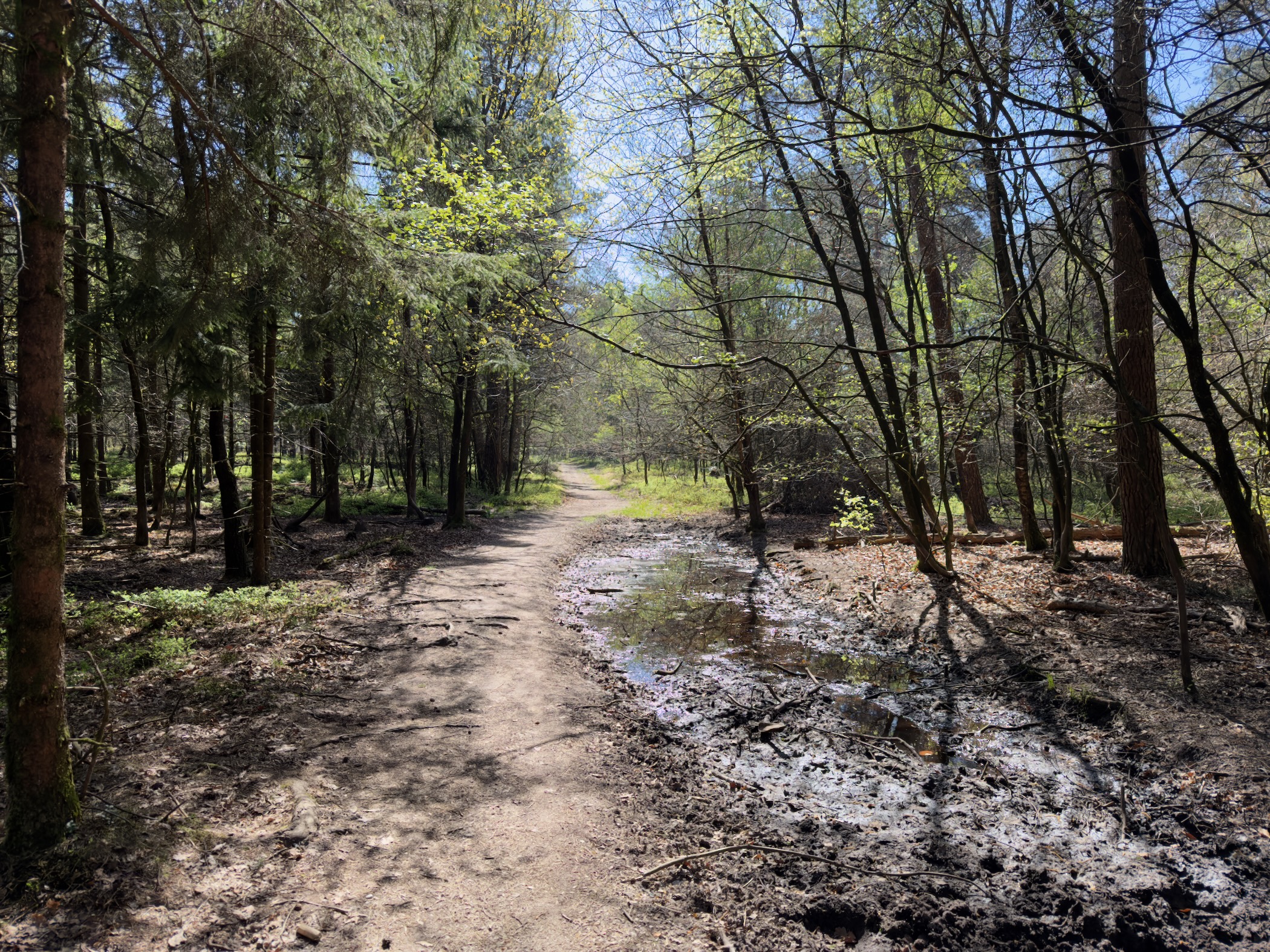 Forest path beside a small puddle with birch saplings and pines around