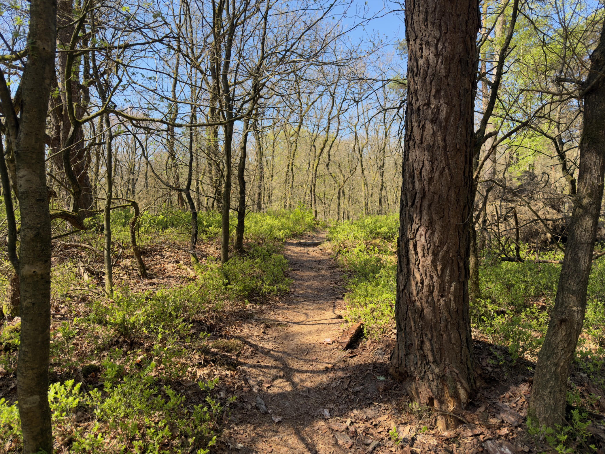 Narrow dirt trail climbing through young oak woodland in early leaf