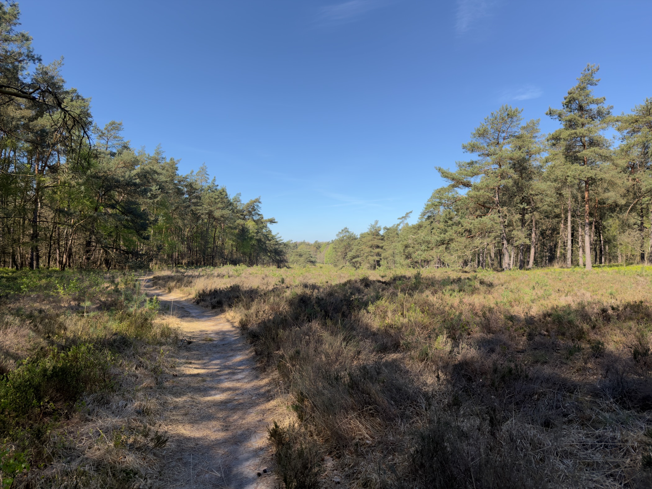 Sandy path threading through heather with pine woods either side