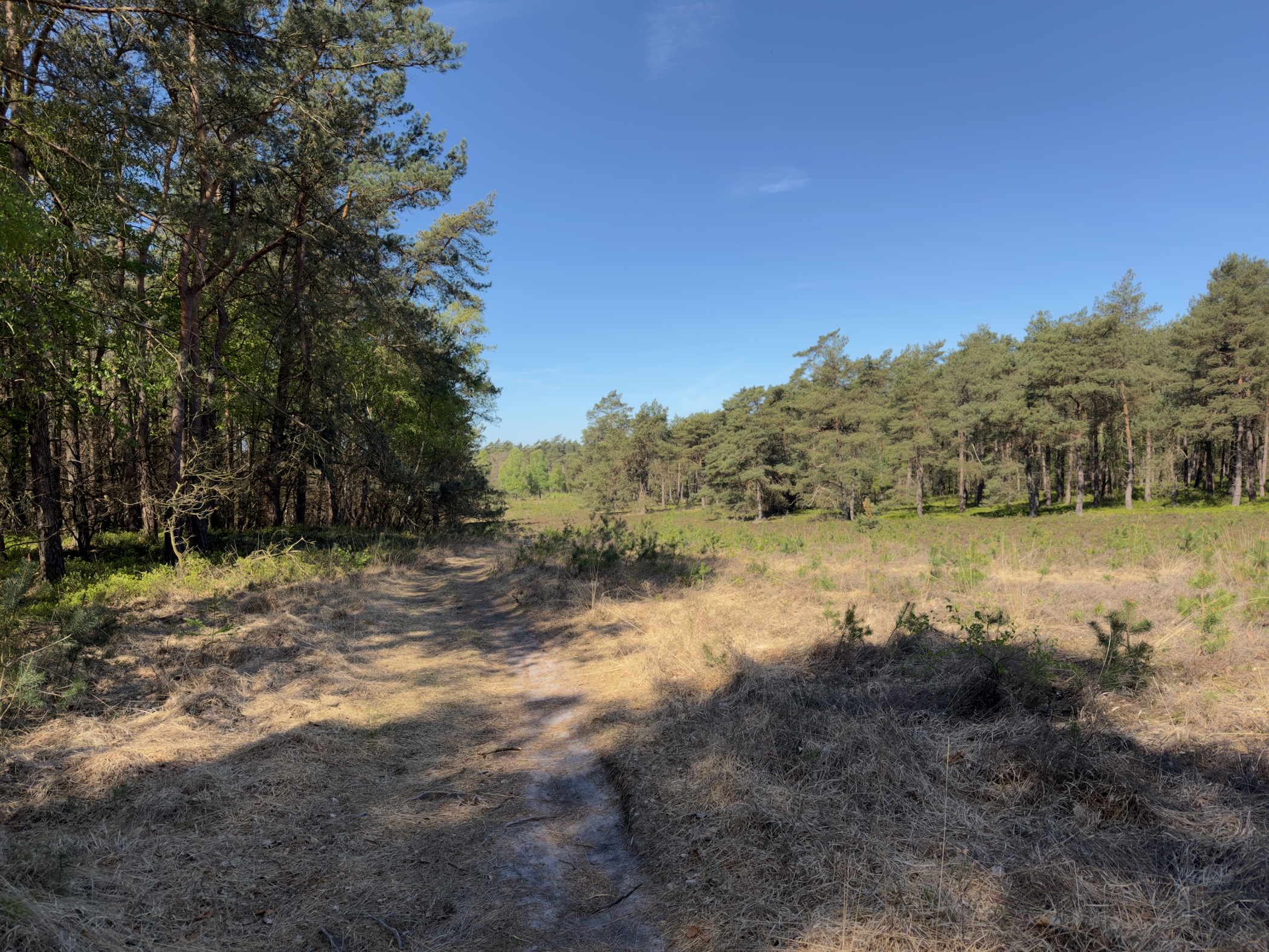 Sandy path at the edge of pine woods opening onto a grassy patch