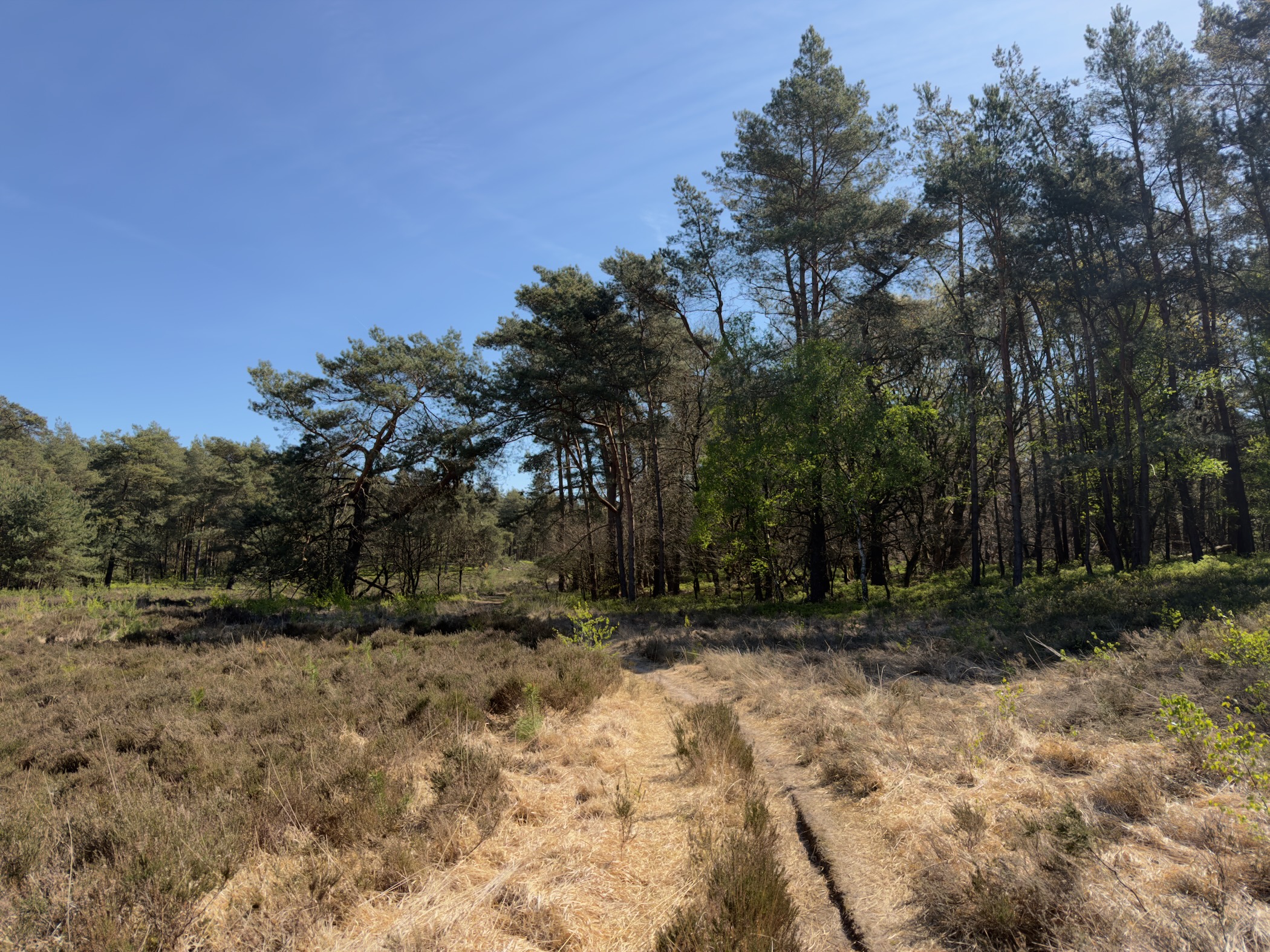 Sandy trail crossing heather with pine trees grouped on the right