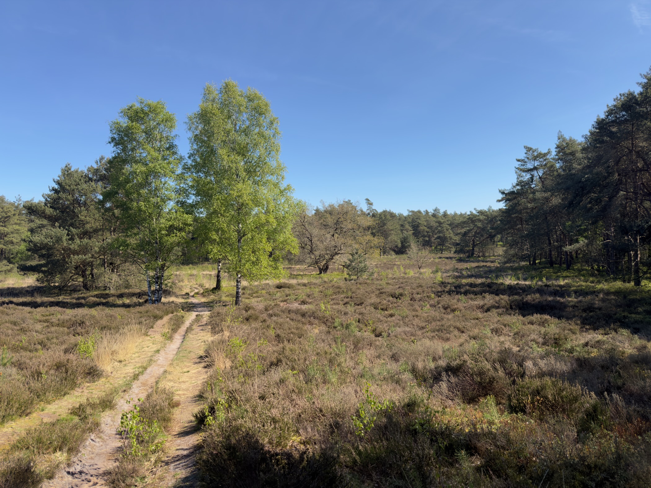 Two slender birches beside a narrow heath path with pine forest behind