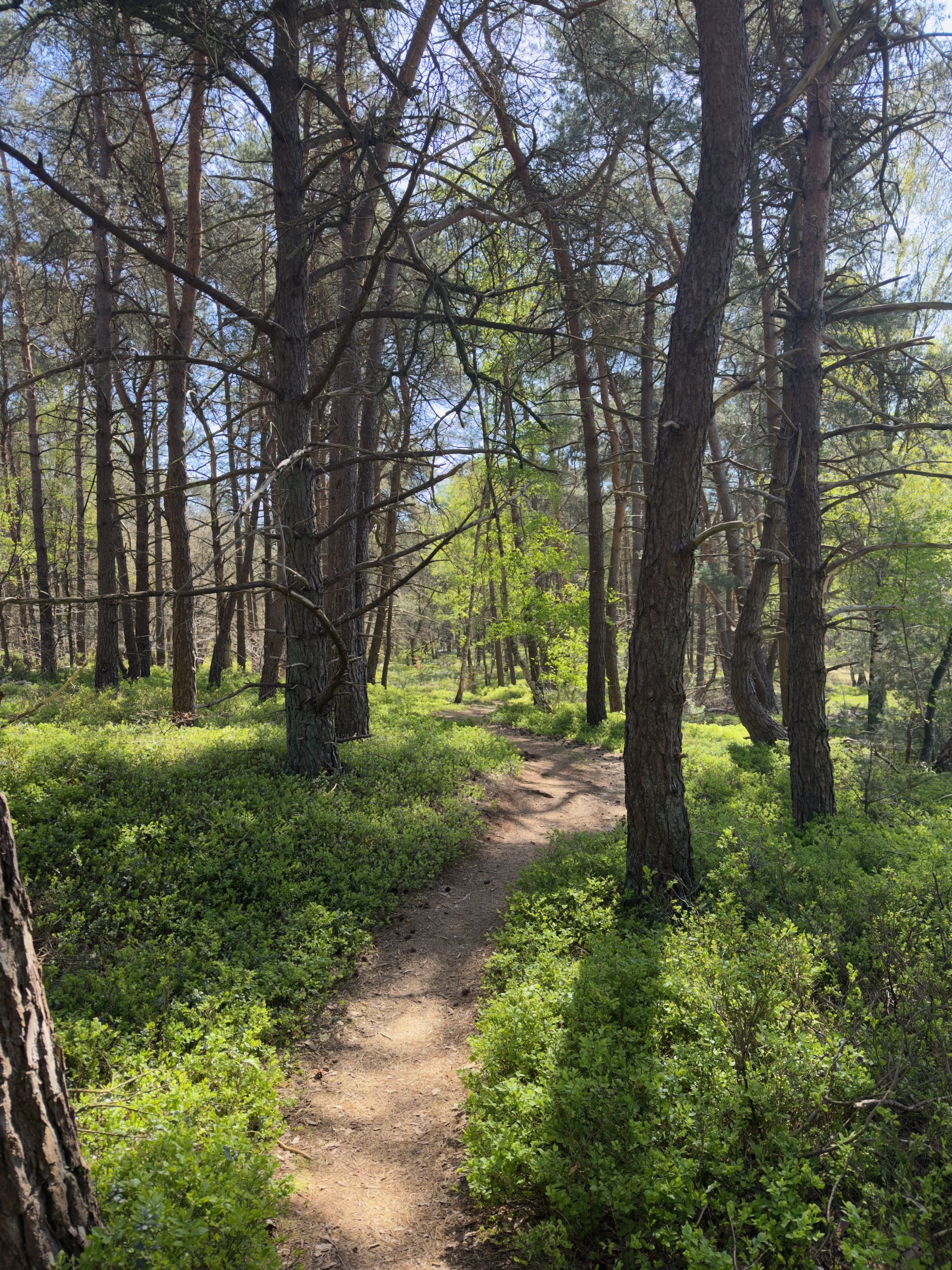 Path winding through sunlit pine forest with fresh bilberry undergrowth