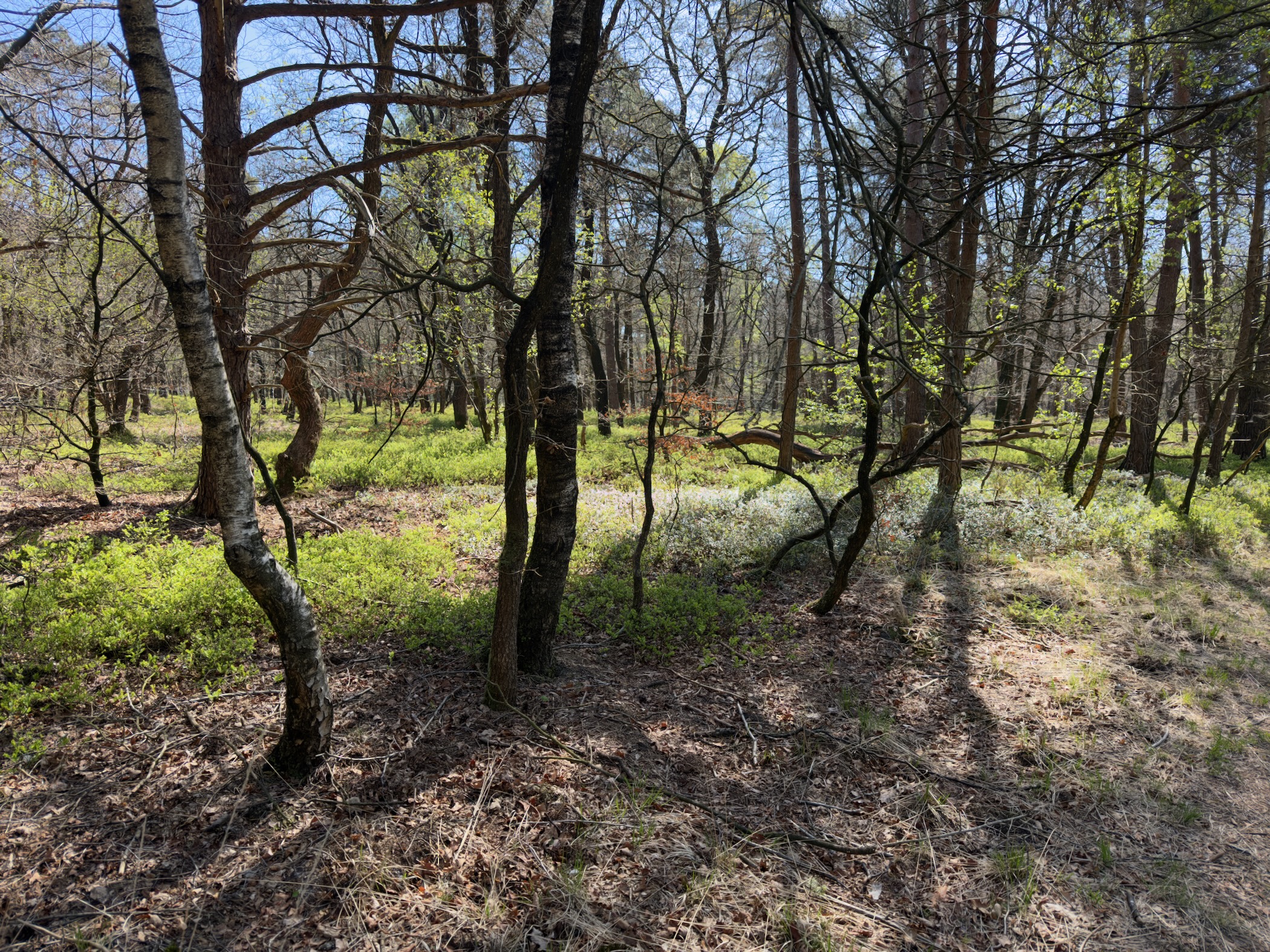 Bare birch trunks in dappled sunlight on the leaf-strewn floor of a sparse wood