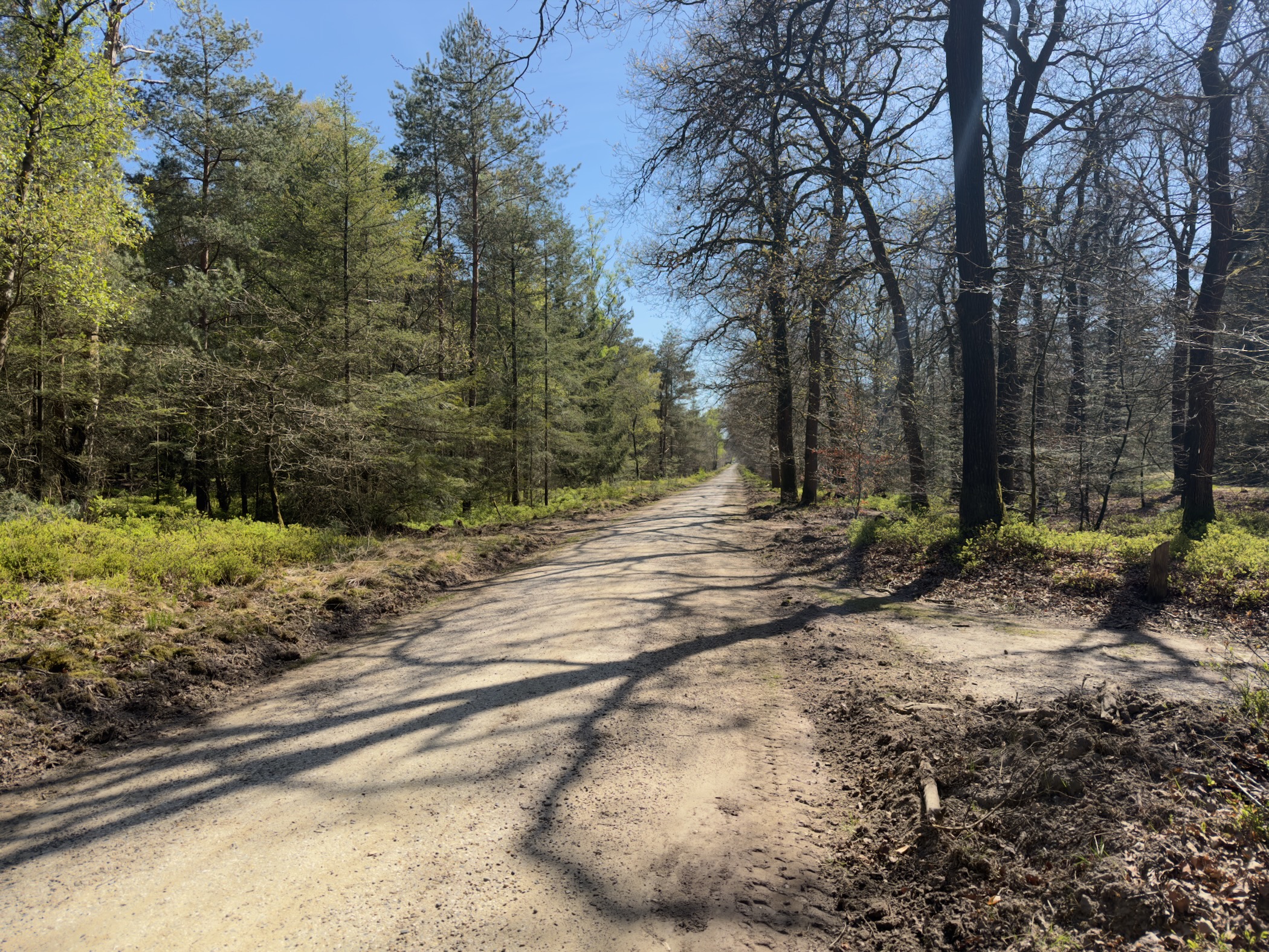 Broad gravel forest track lined with pines and deciduous trees in early spring