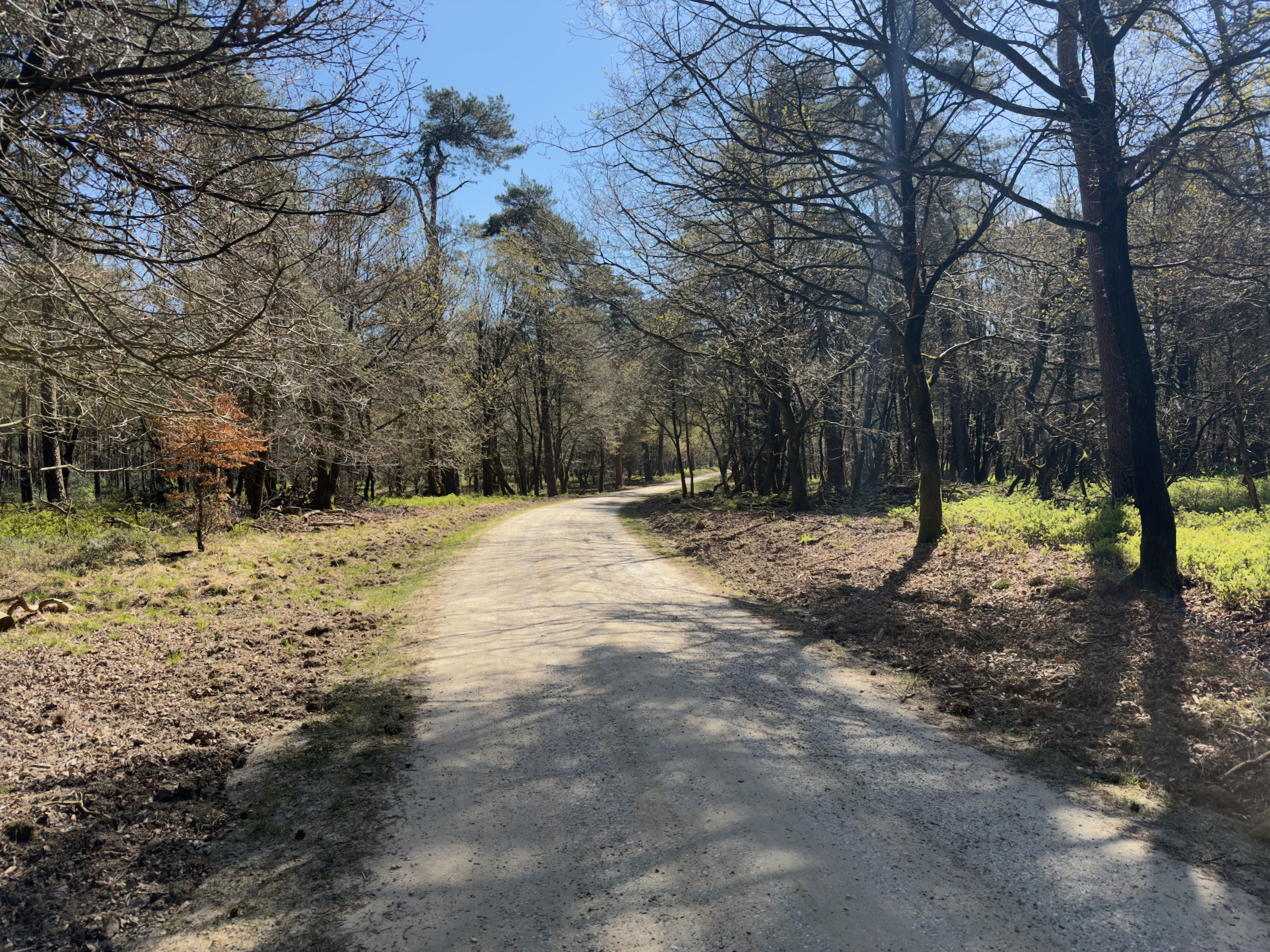 Sunlit gravel forest track with a small red-leaved sapling at the edge