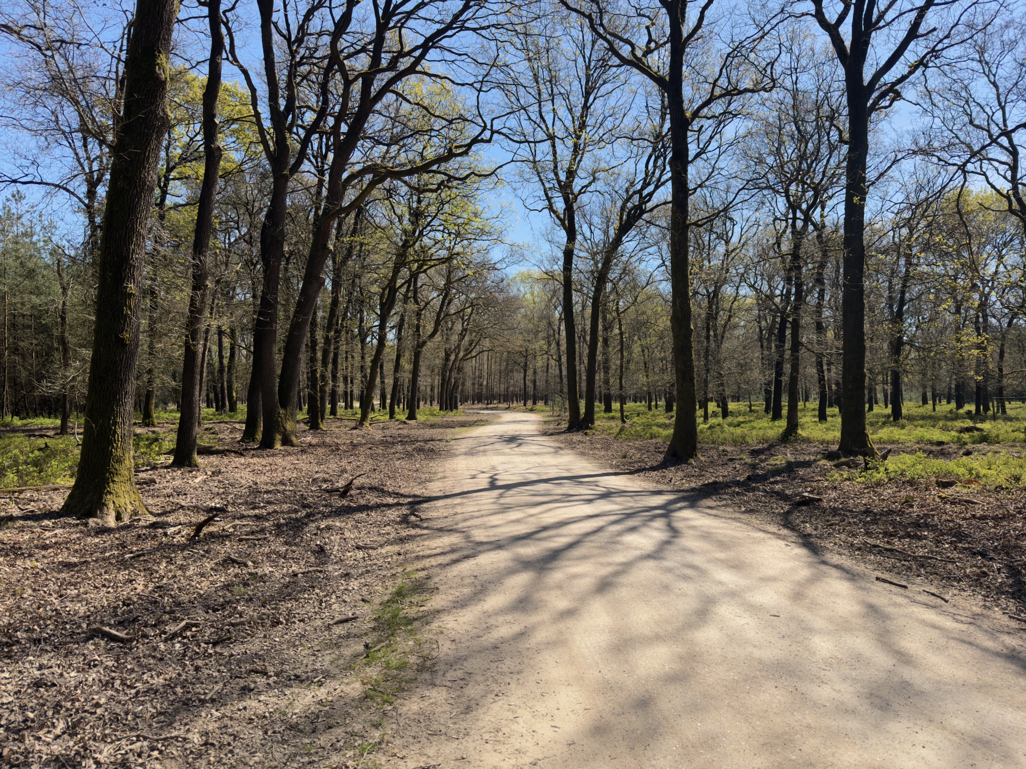 Wide sandy track through open oak forest with branching shadows on the ground
