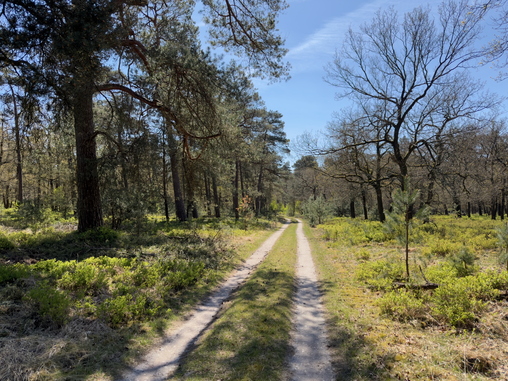 Sandy double-track path leading through pines and open heath
