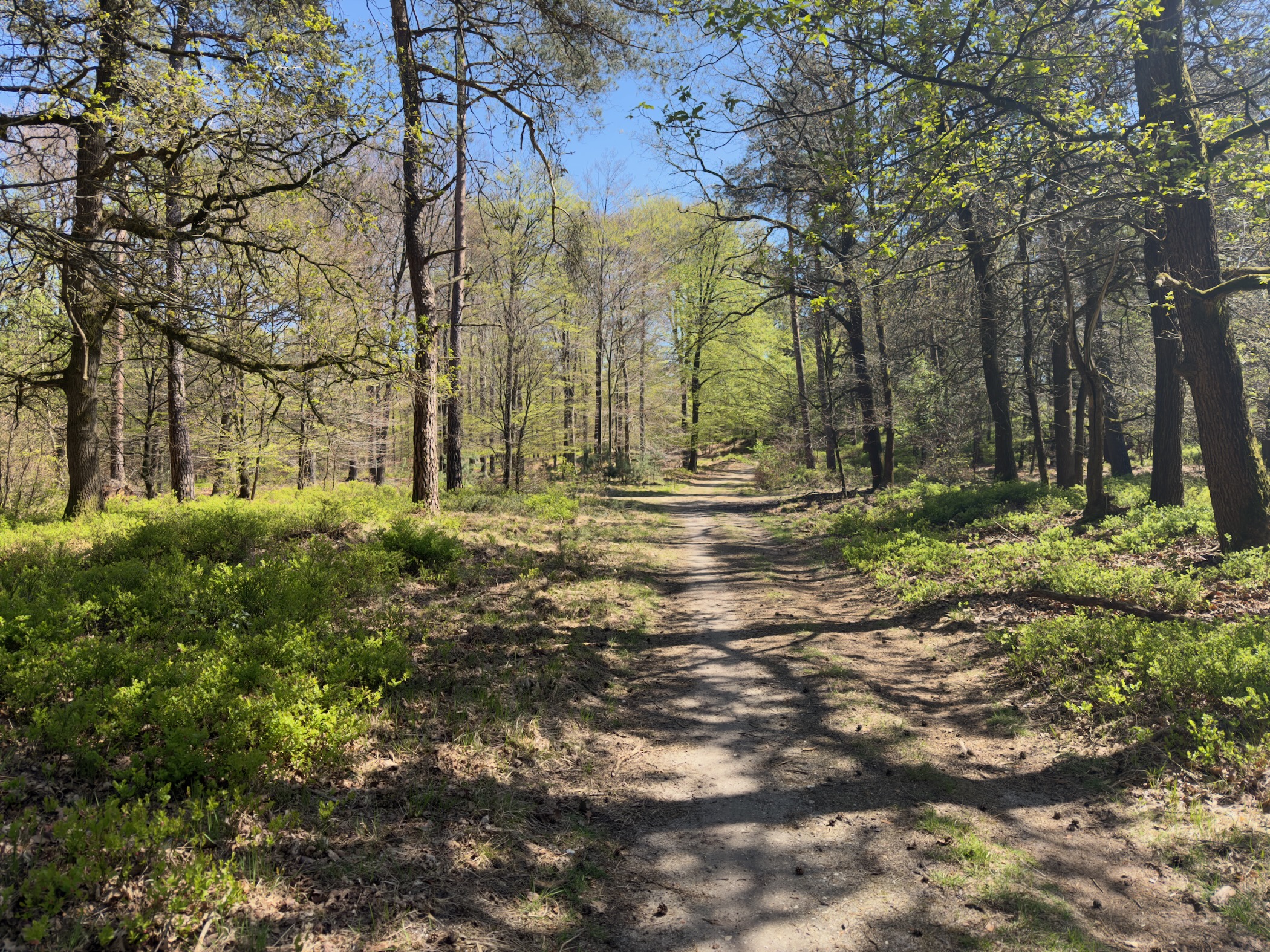 Sunlit forest path between oaks and pines with fresh green undergrowth
