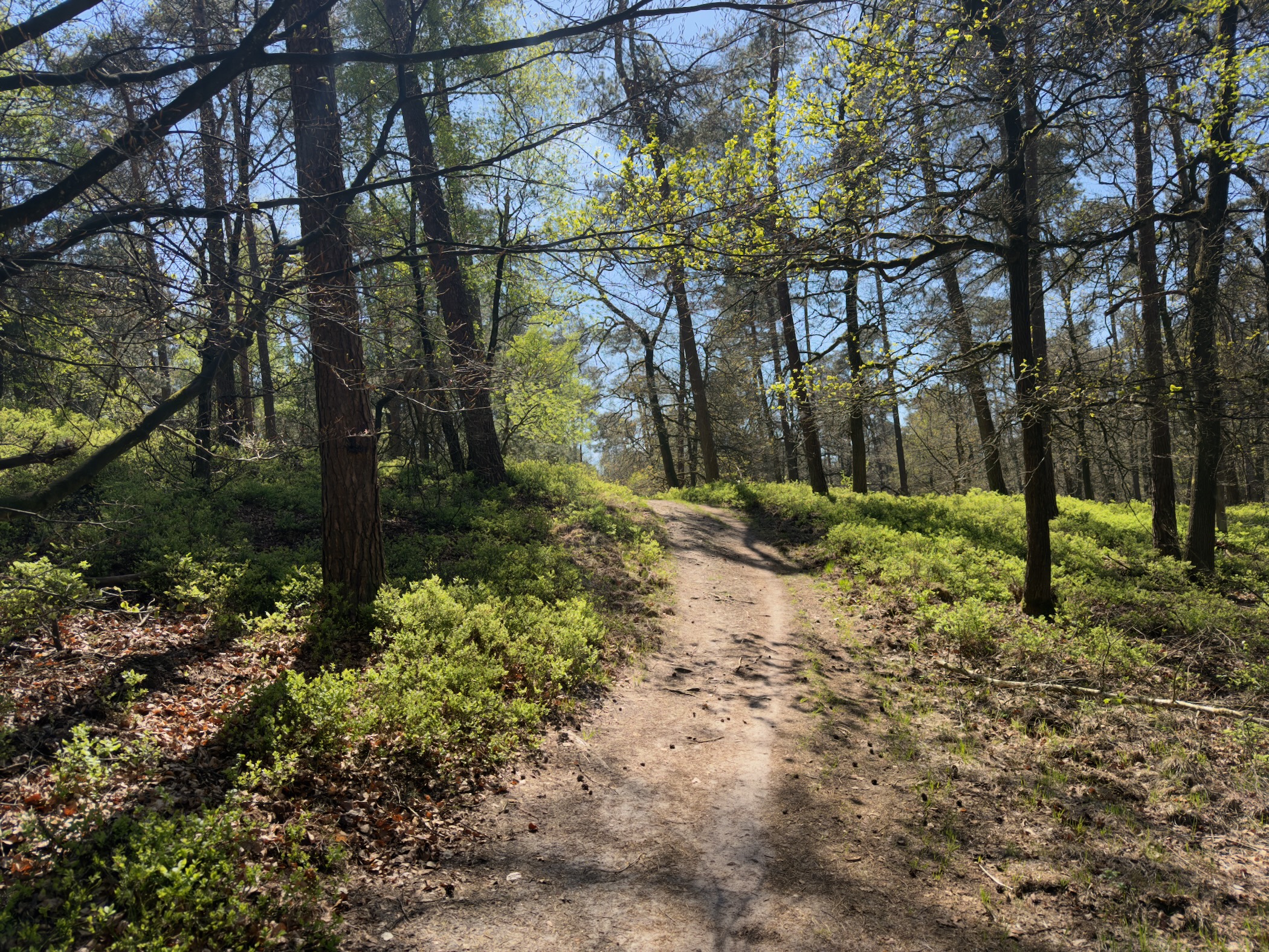 Dirt path rising through a mixed pine and oak forest